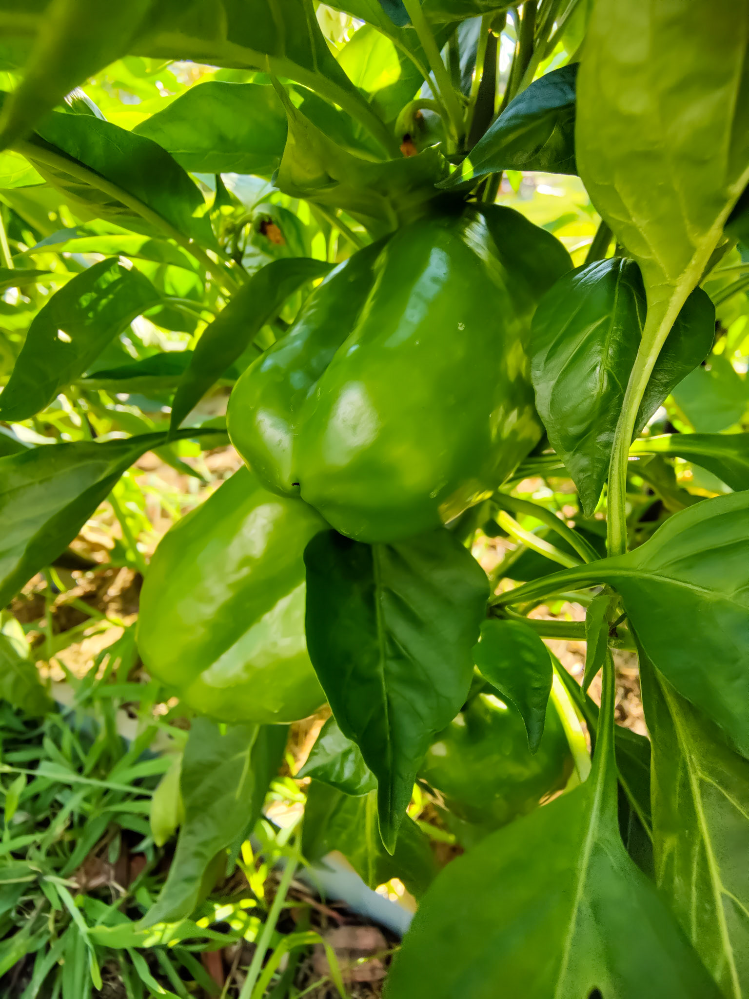 THE GARDEN 8.5.2022e