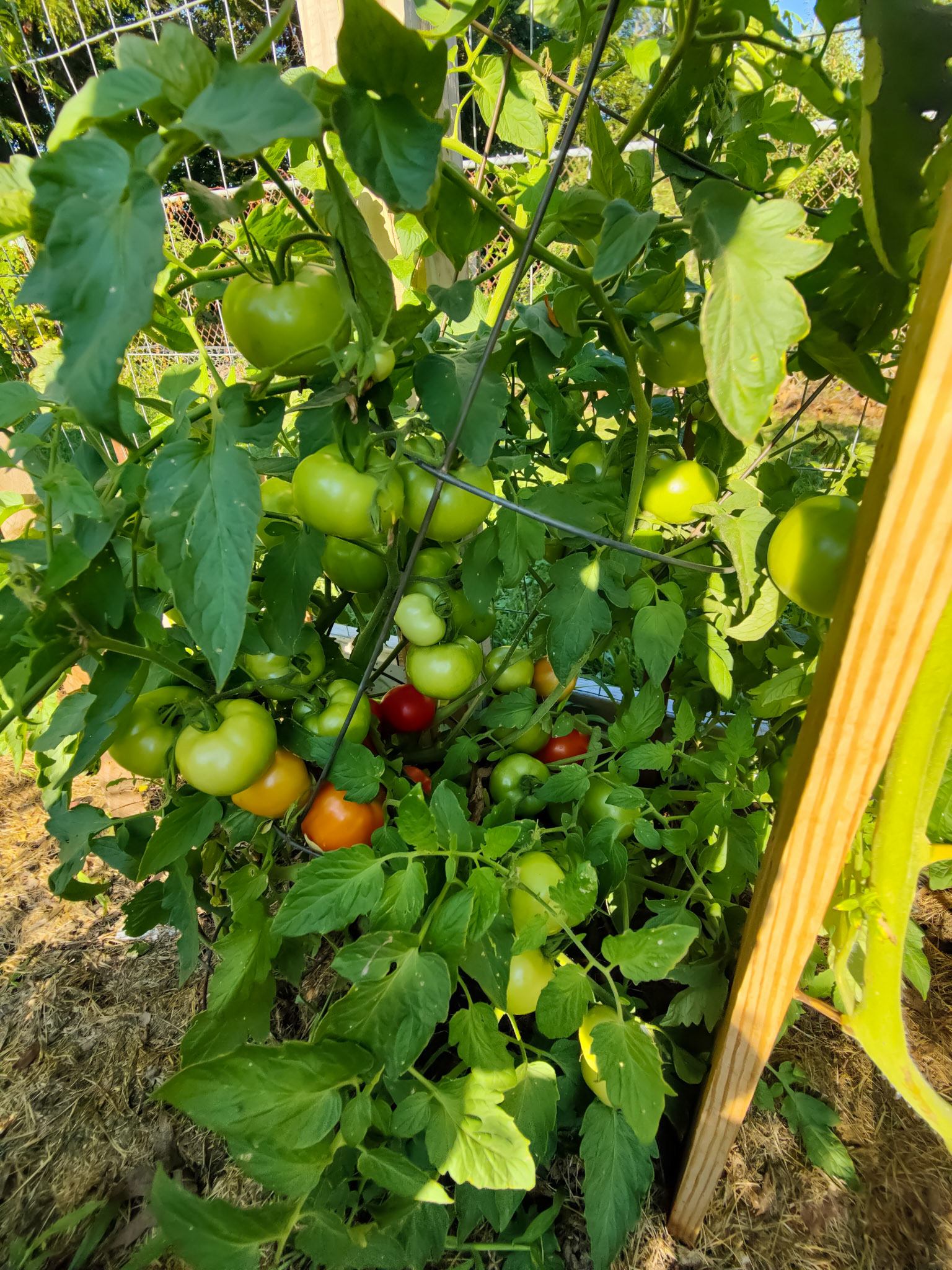 THE GARDEN 8.5.2022e