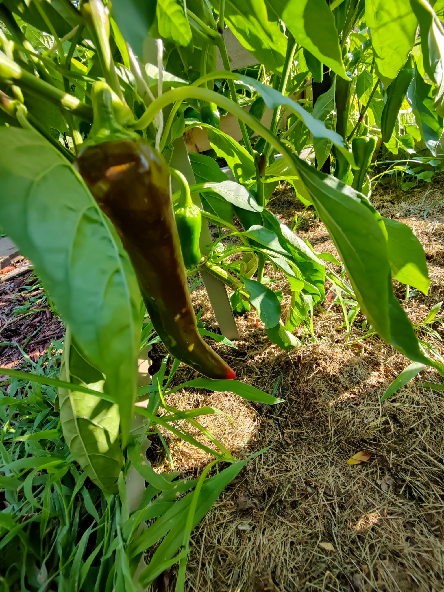 THE GARDEN 8.5.2022e