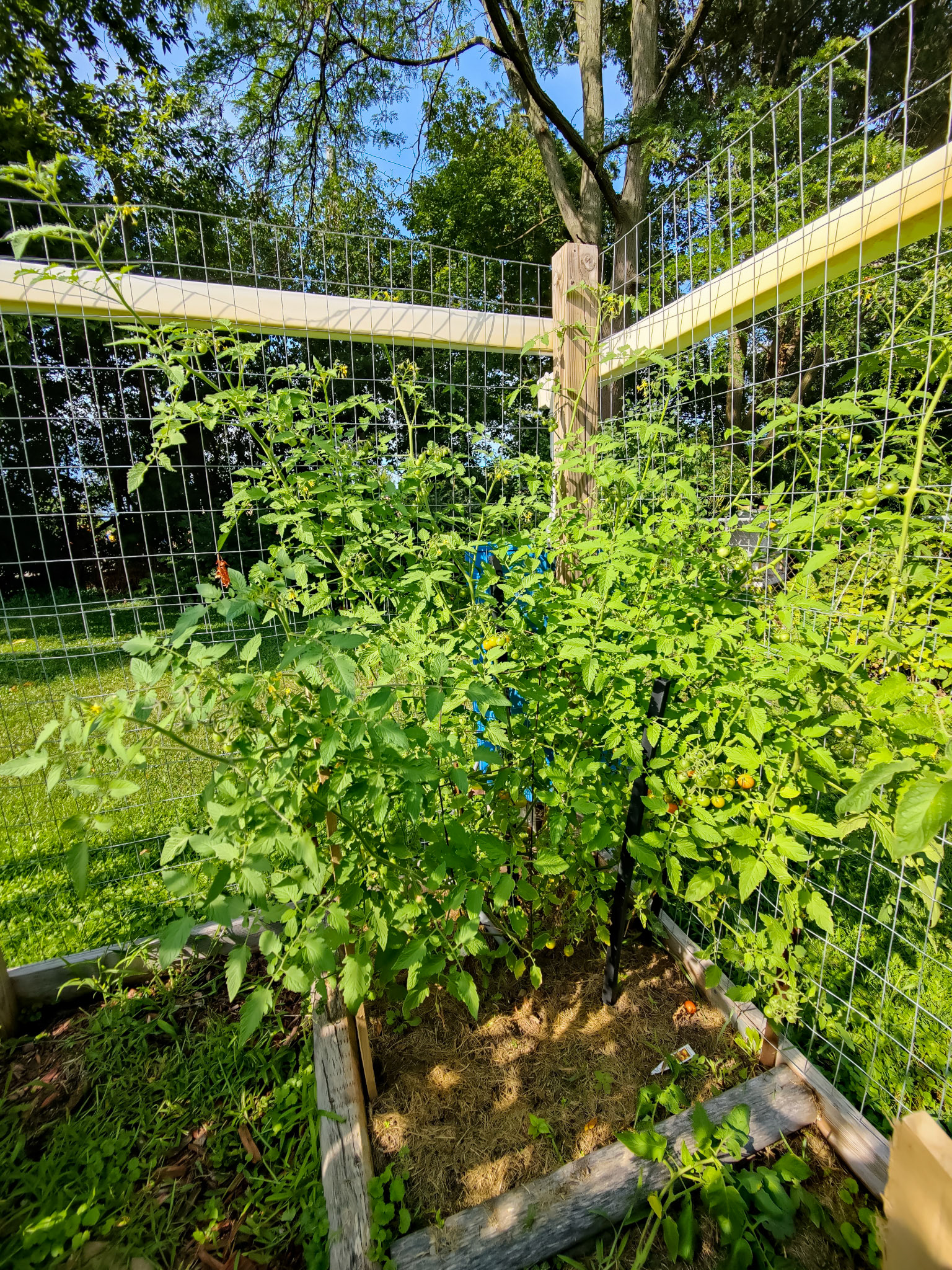 THE GARDEN 8.15.2022