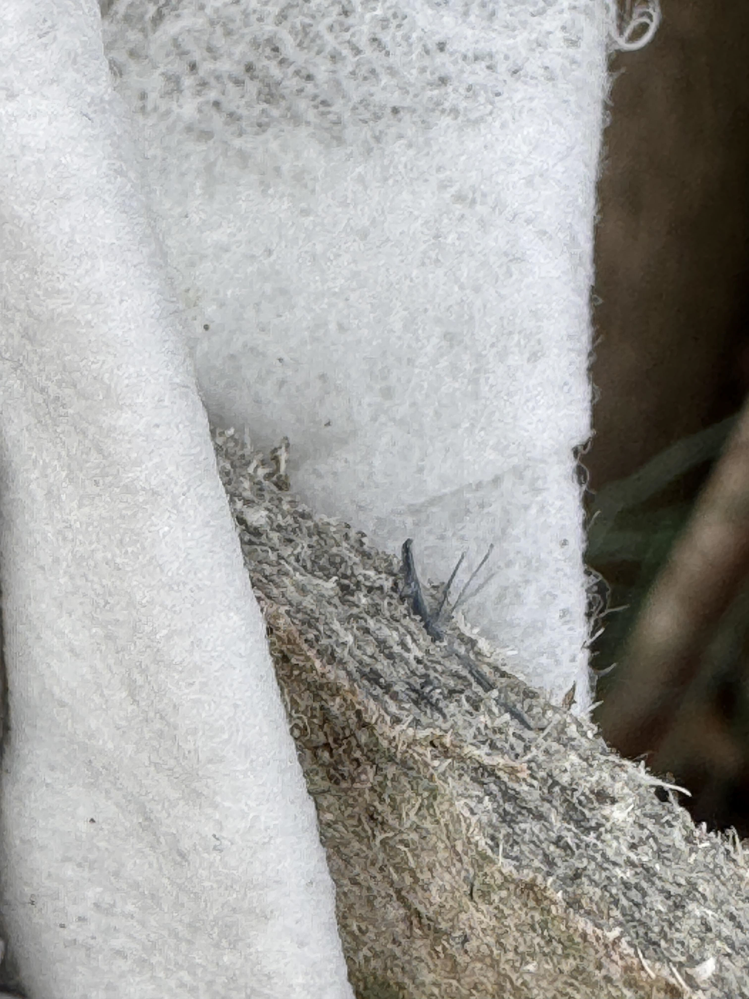 visible asbestos fibres chrysotile and crocidolite