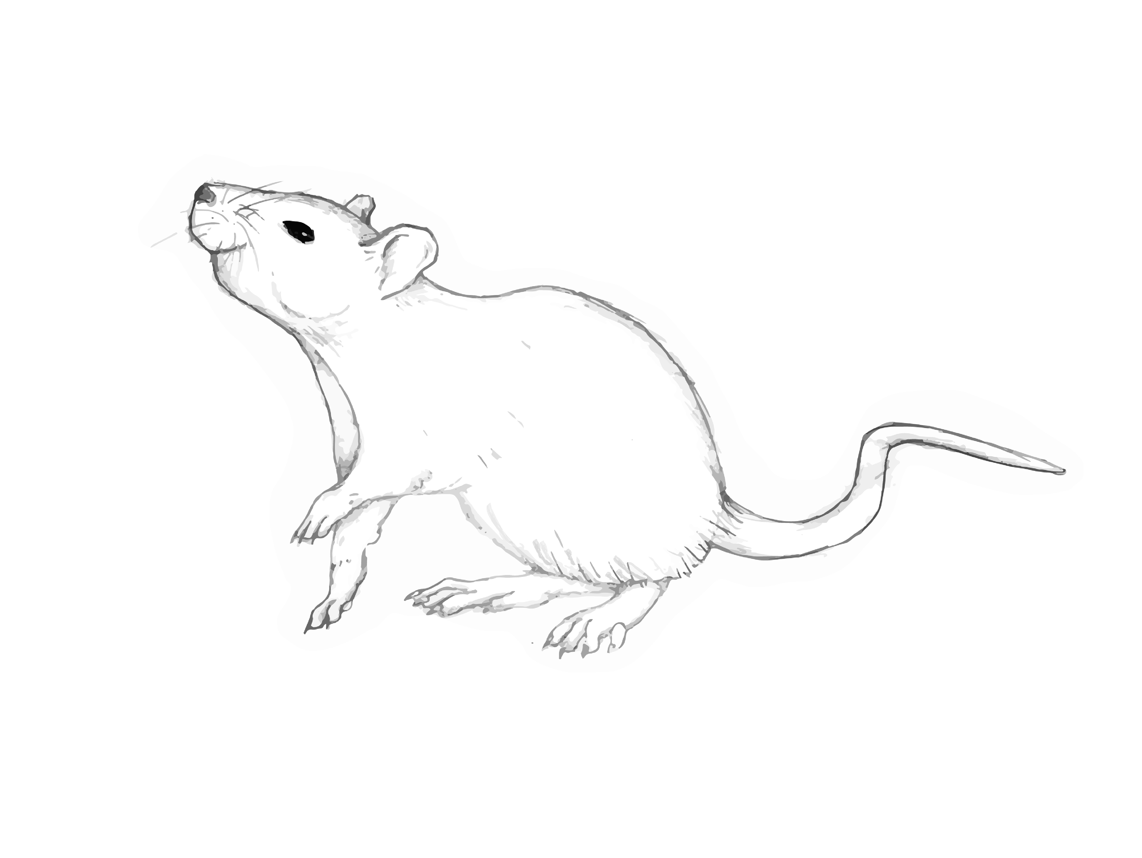 Rat. Illustrator [2020]