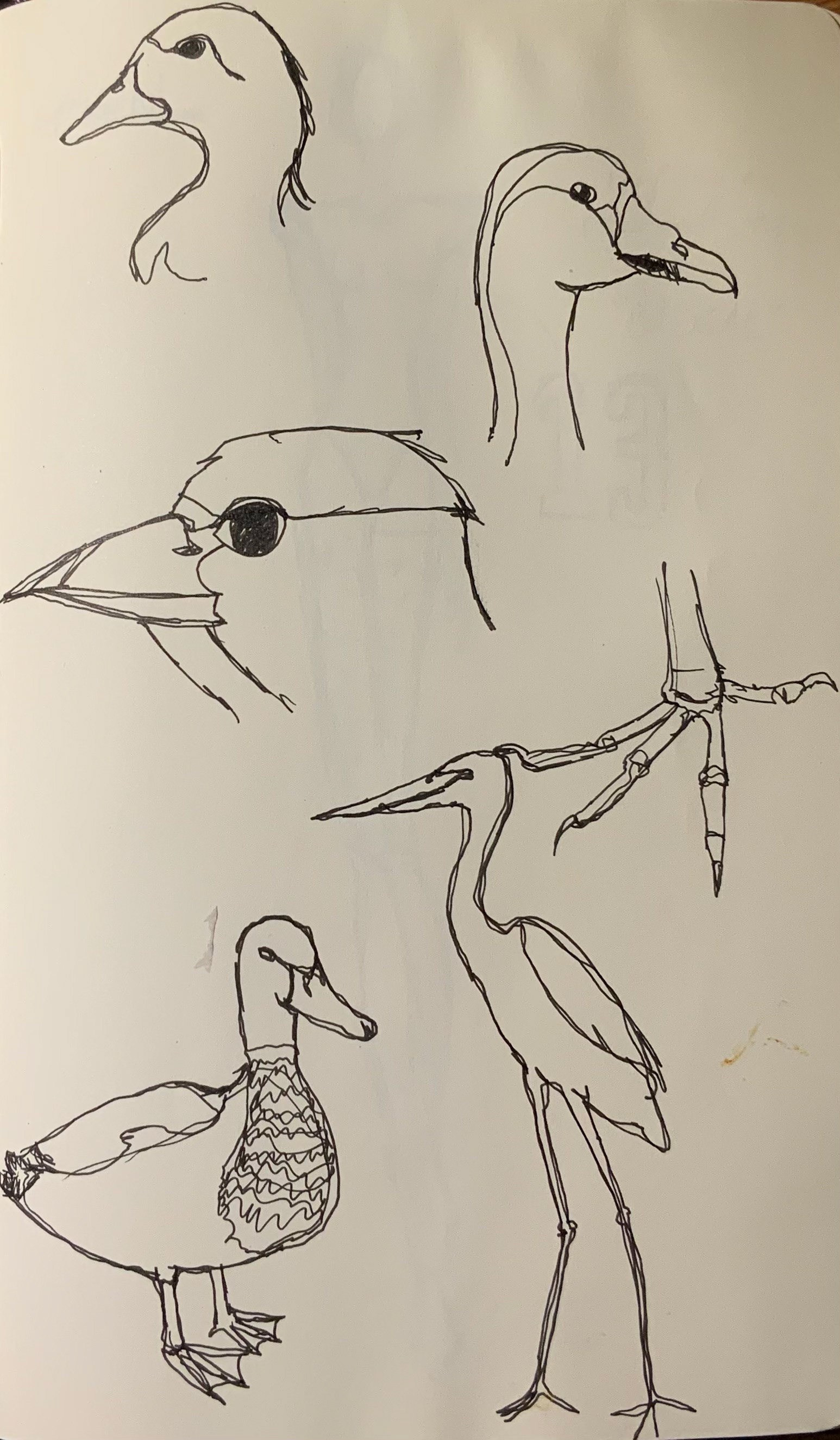 Bird study. ink on paper [2019]