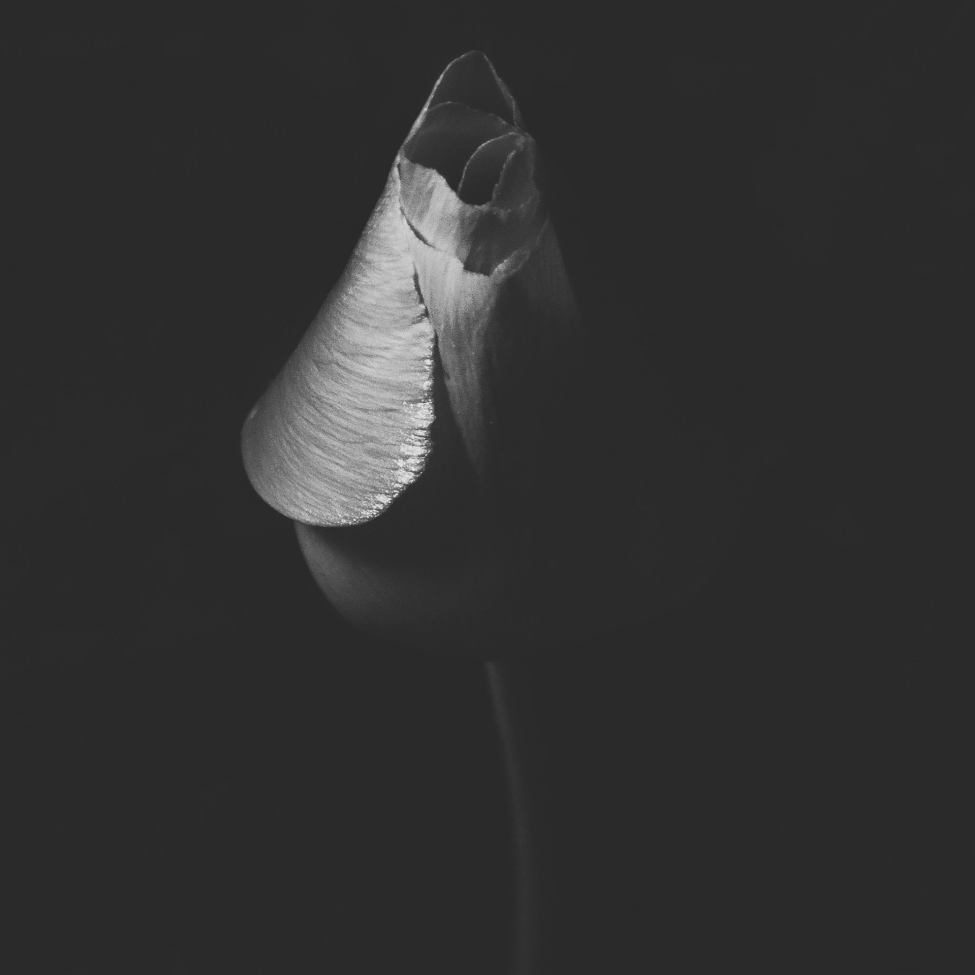 Tonight I just though sod it, let's trying something different. Off-camera flash and a nice flower. 10 minutes of experimenting... trying to add some creativity to my day :)