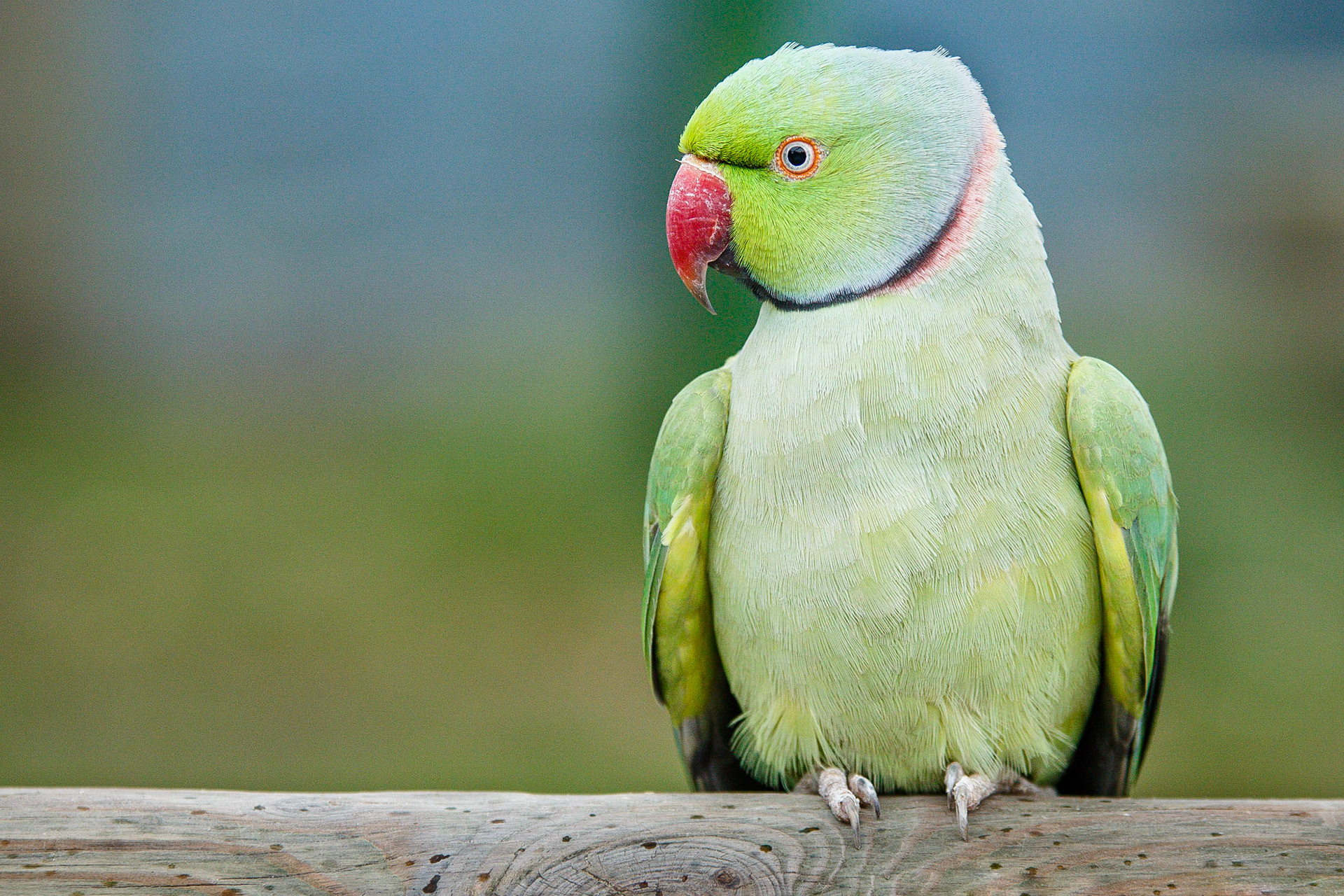 Ring-Necked Parakeet - Lincolnshire Wildlife Park