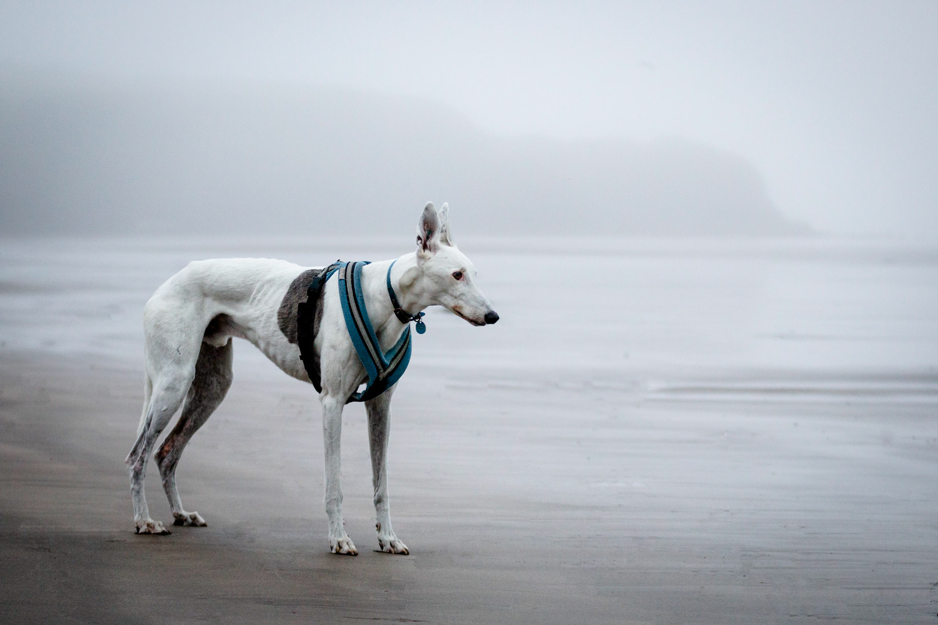 6am on Broad Haven Beach, no one else on there, just Bully and I.