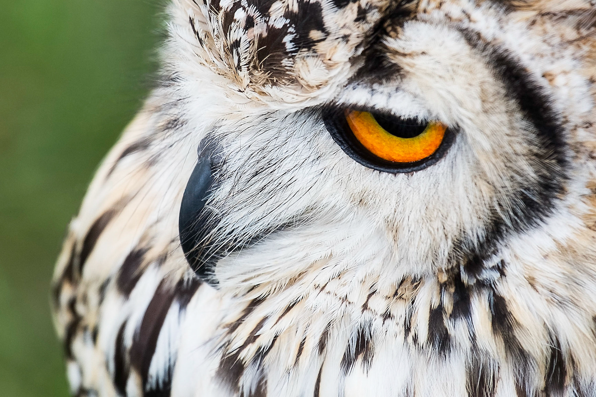 Hawk Eye | Great Horned Owl