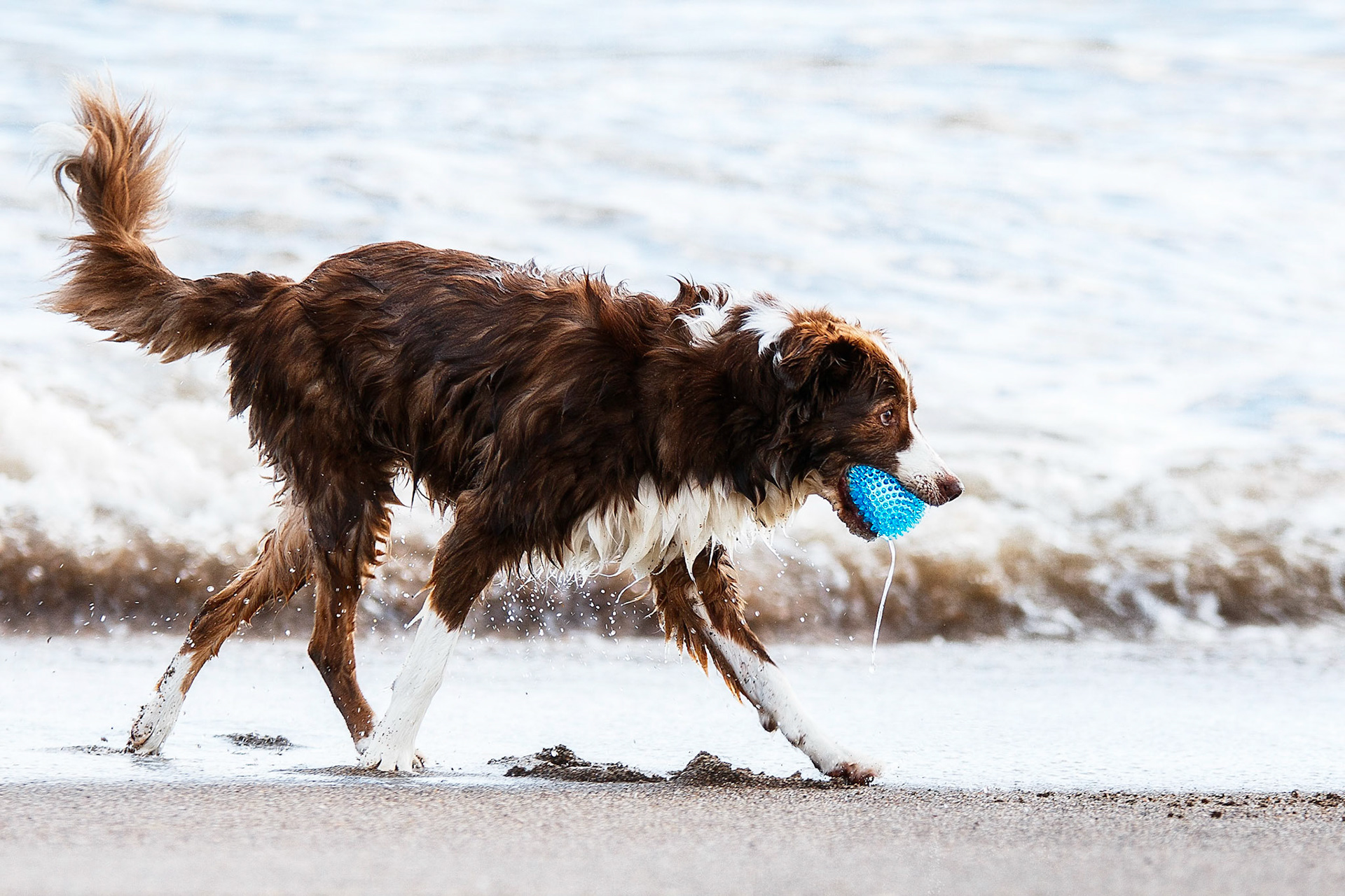 We love heading to Anderby Creek. We start at the beach and then pop and see the donkeys at Radcliffe Donkey Sanctuary; which is a couple of miles from the beach at Huttoft. 
I'll post some of the donkeys soon but, in the mean time if you're close enough pop over to see them. They're crying out for support to help keep the sanctuary going. See them over at www.radcliffedonkeys.com.

Anyhow back to this photo, whilst on the beach there was this gorgeous Border Collie enjoying the sea and chasing a ball. What a beauty!