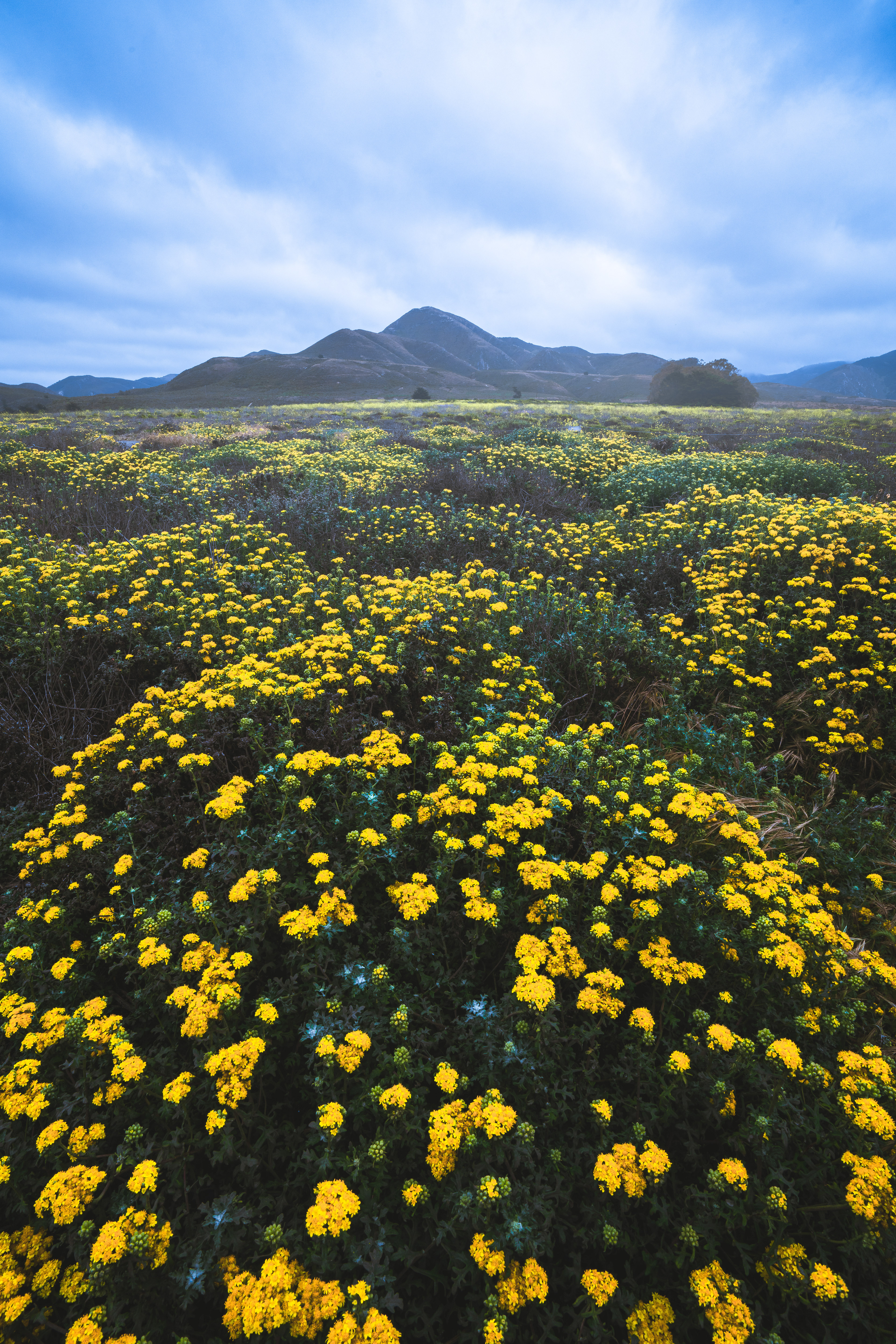 Montana De Oro