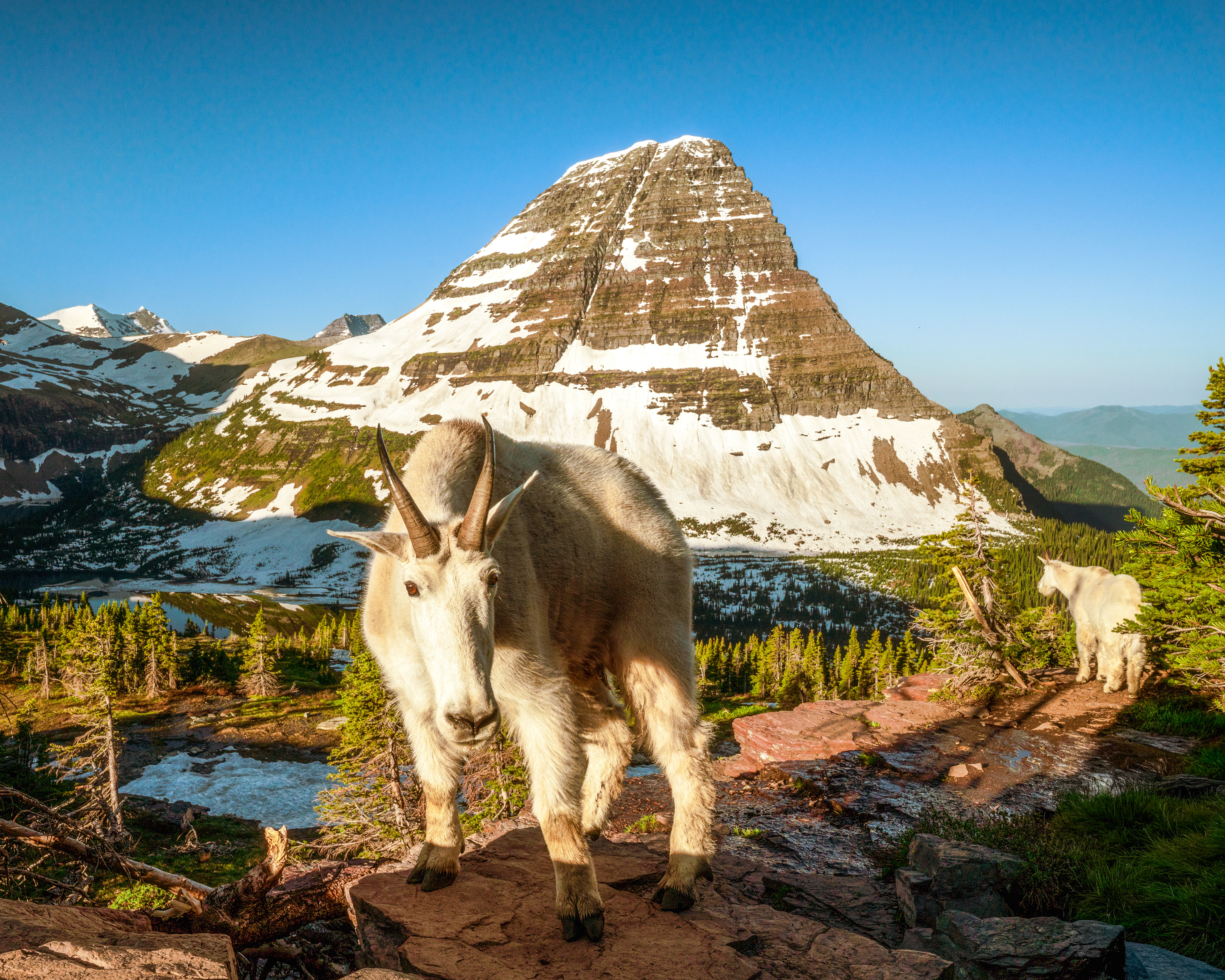 Glacier National Park, mountain goats