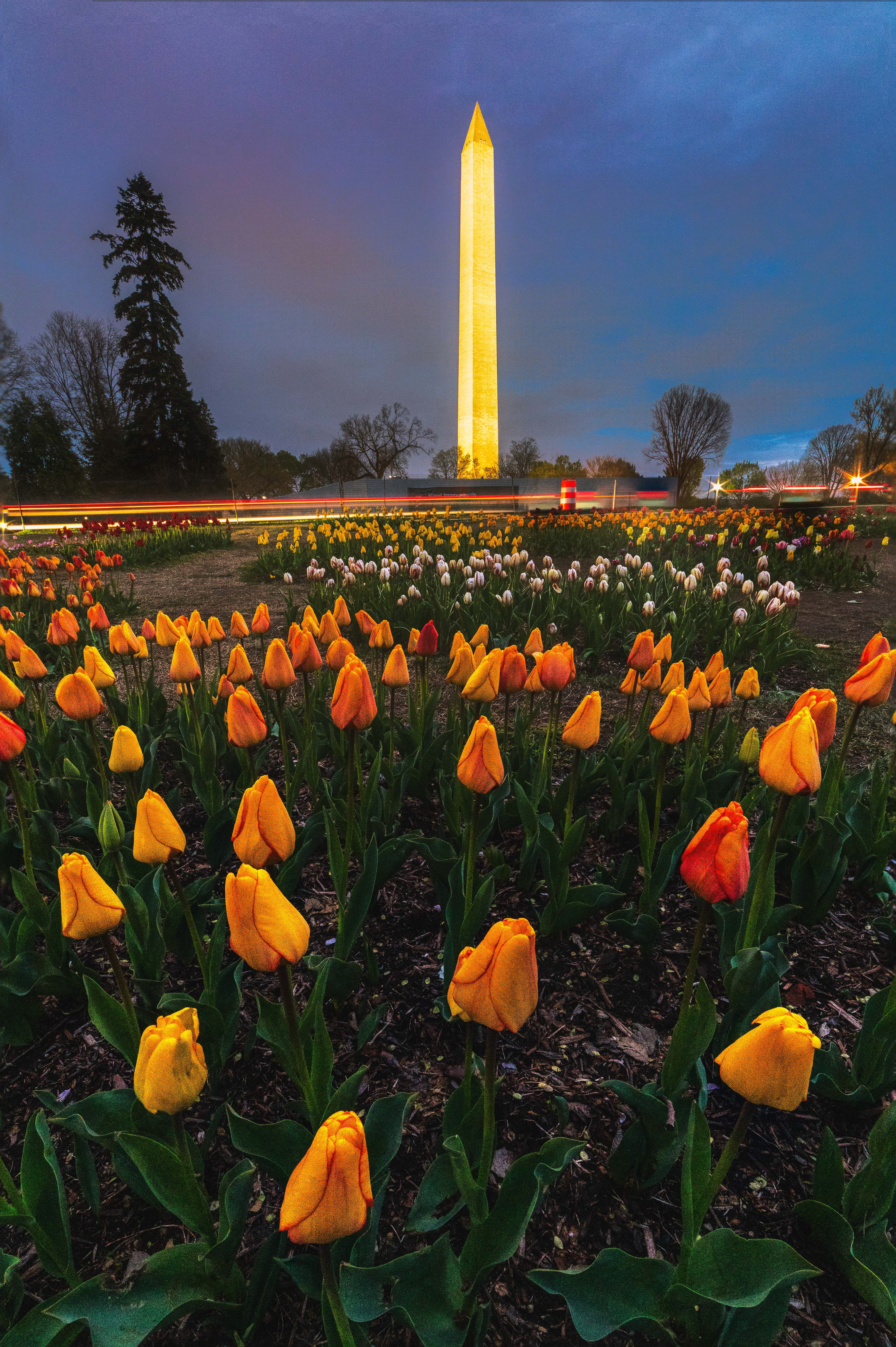 Tulips next to Washington Monument