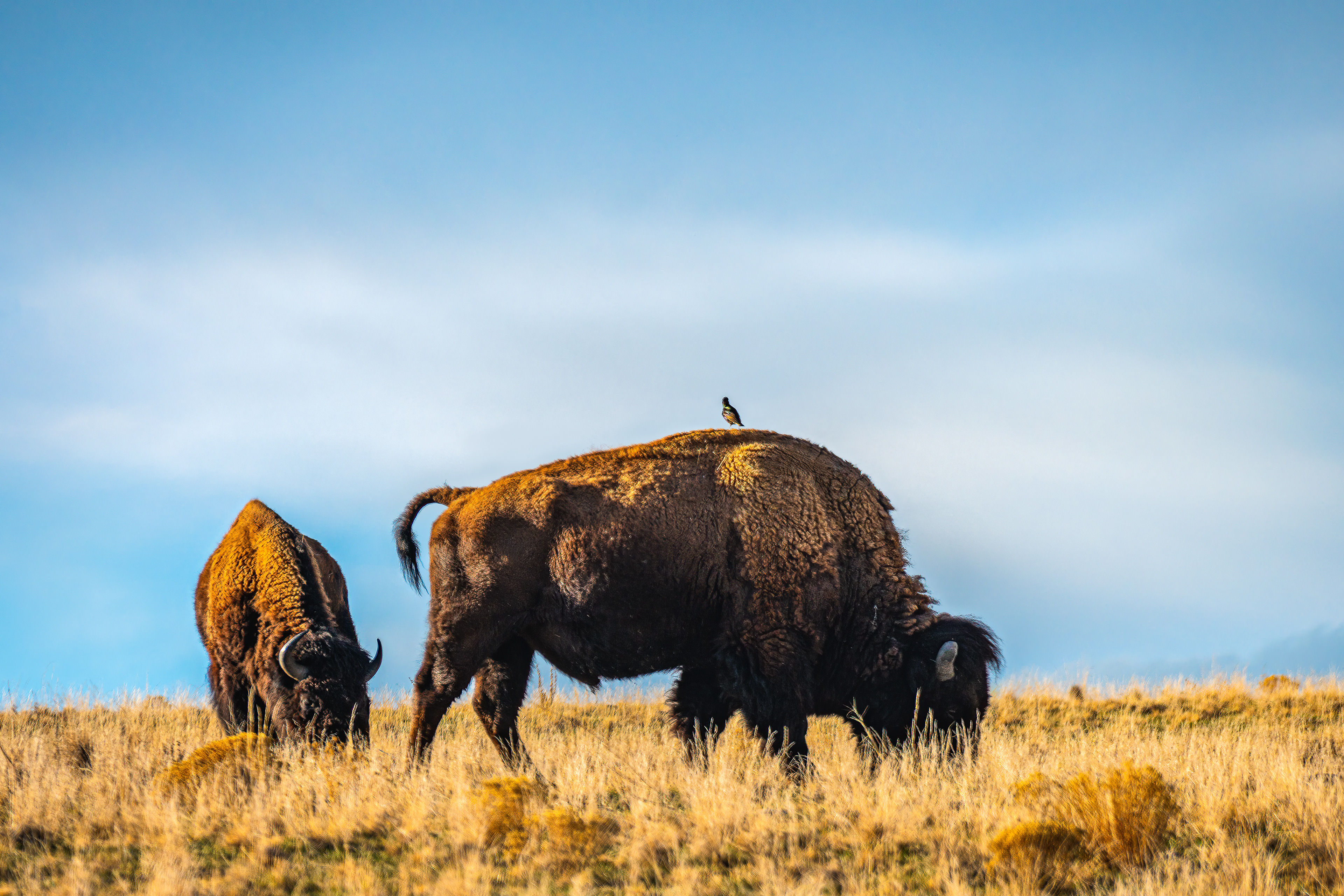 Buffalo Wild WIngs - free roaming buffalos in Antilope Island about one hour north from Salt Lake City