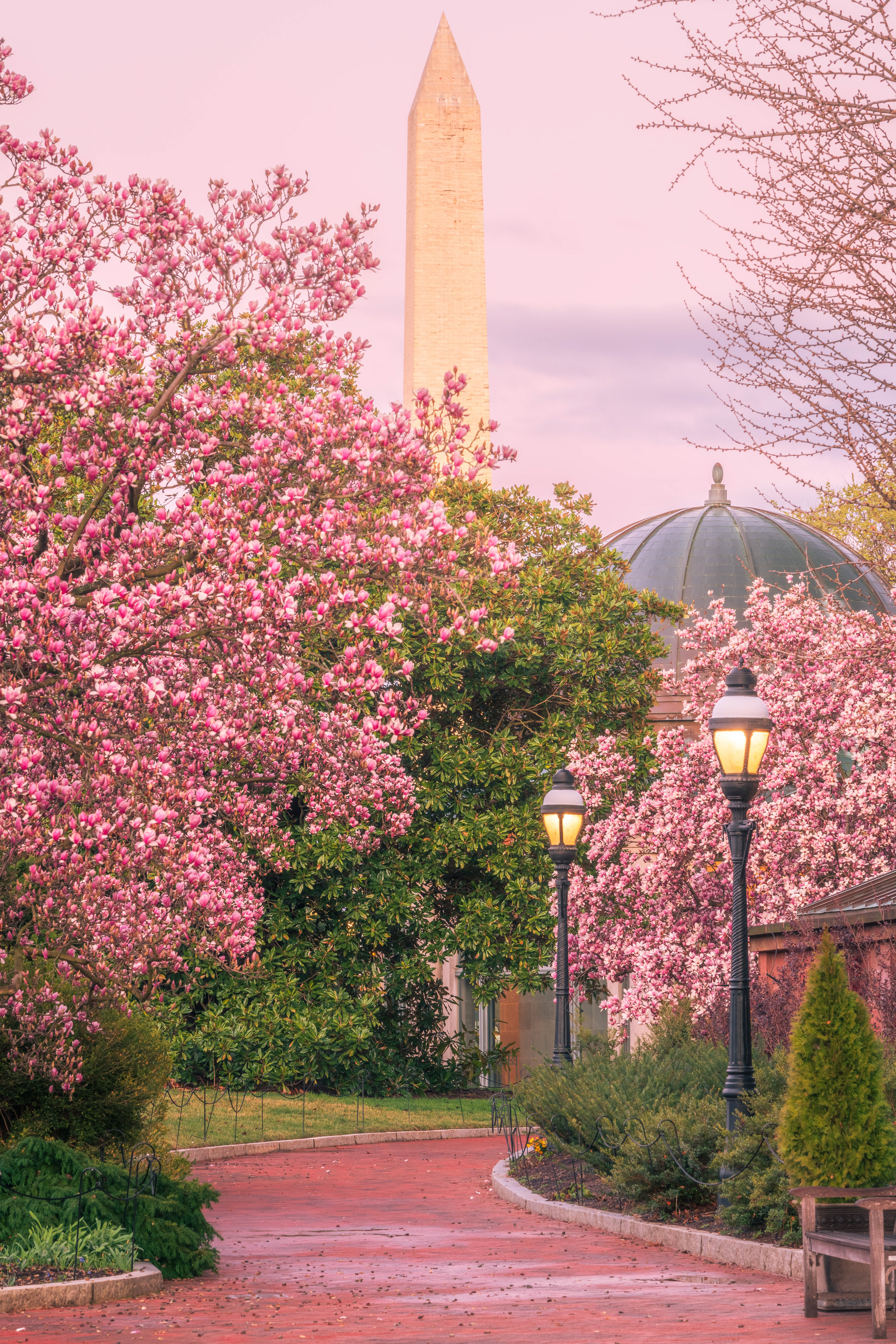 Magnolias in Smithsonian Garden, Wasington Monument