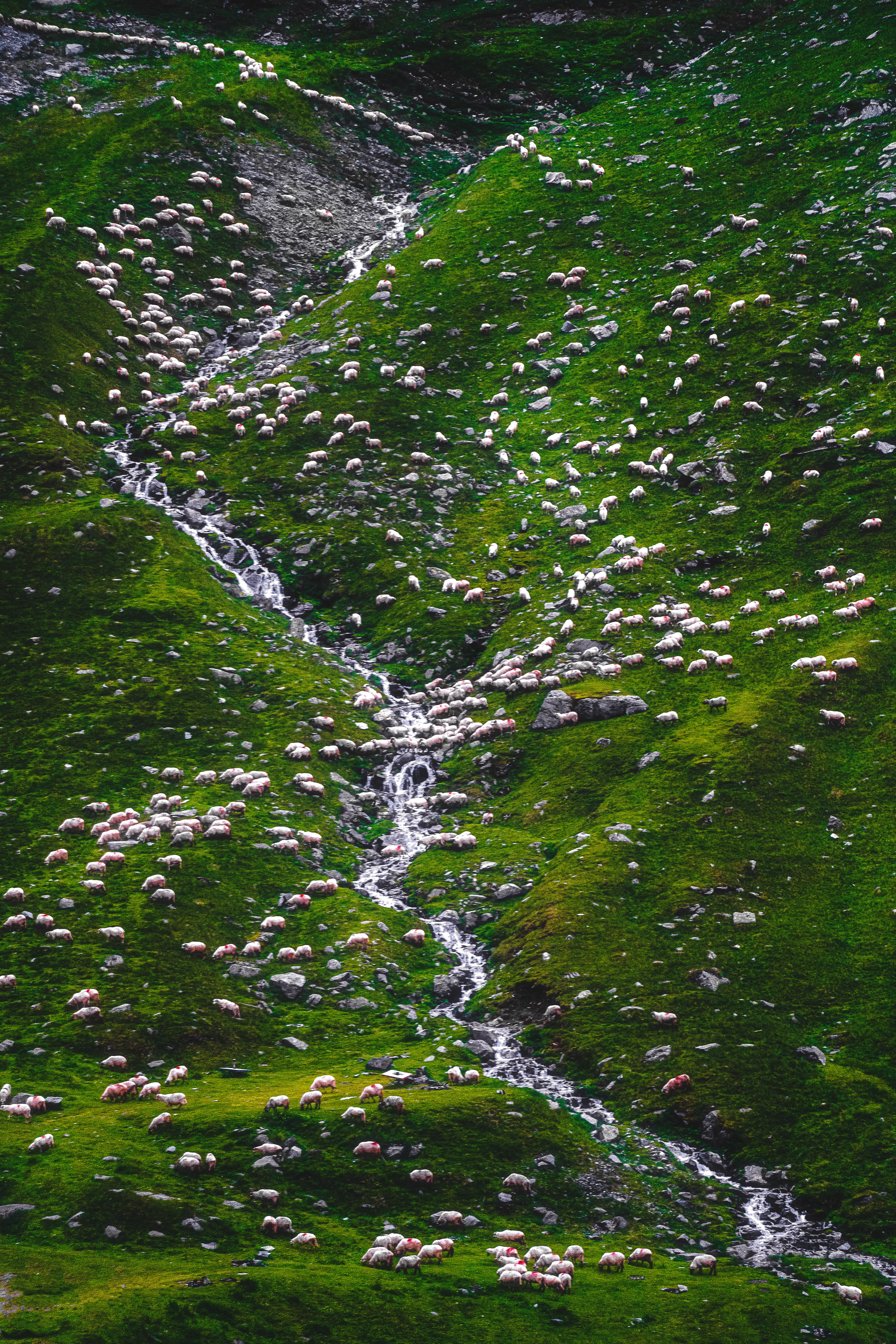 Fogaras Mountains - thousands of sheep crossing a creek in the mountains of Fogaras. Can you spot the shepherd dogs?