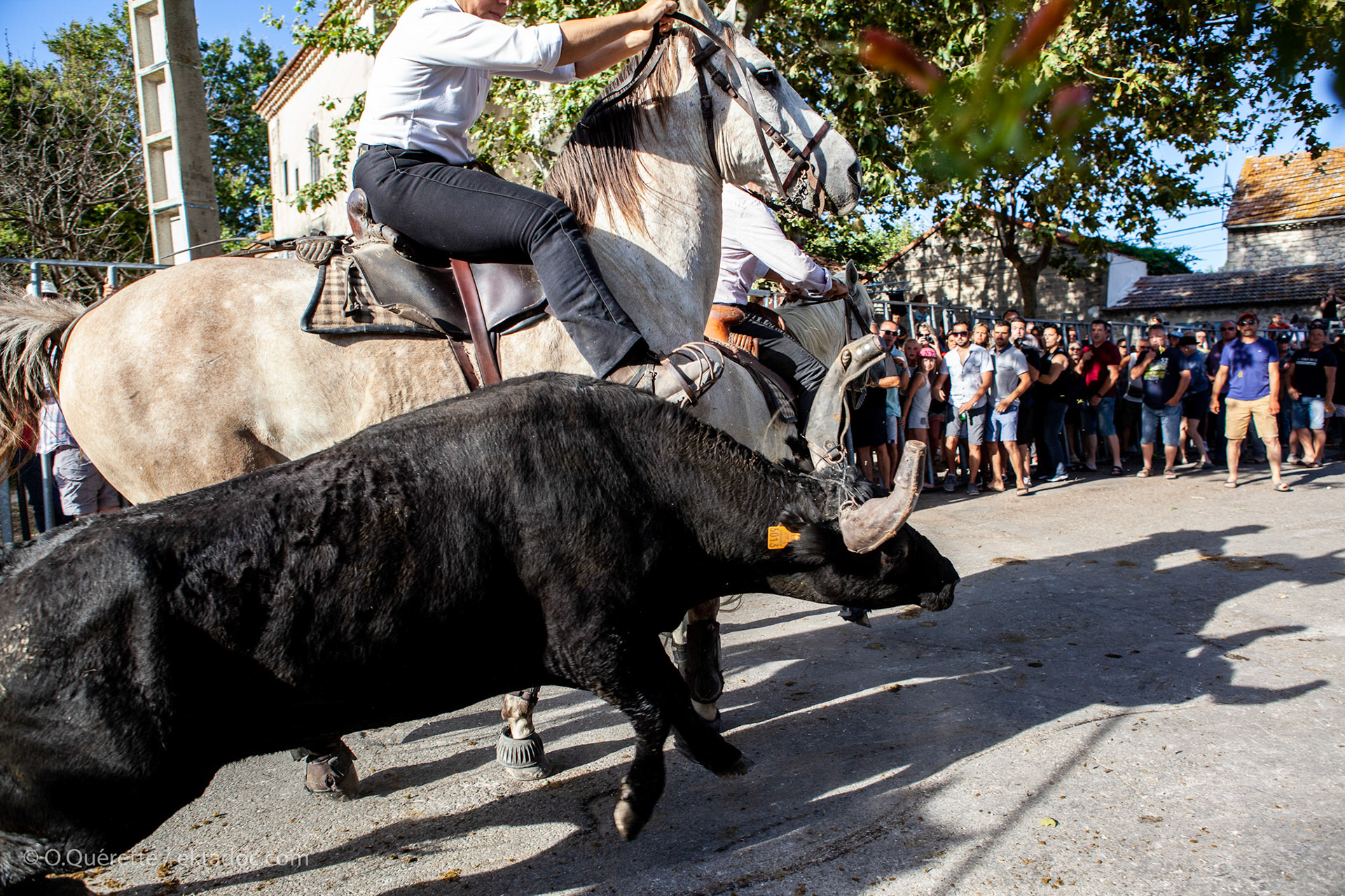 Fête de Saliers. Abrivado.