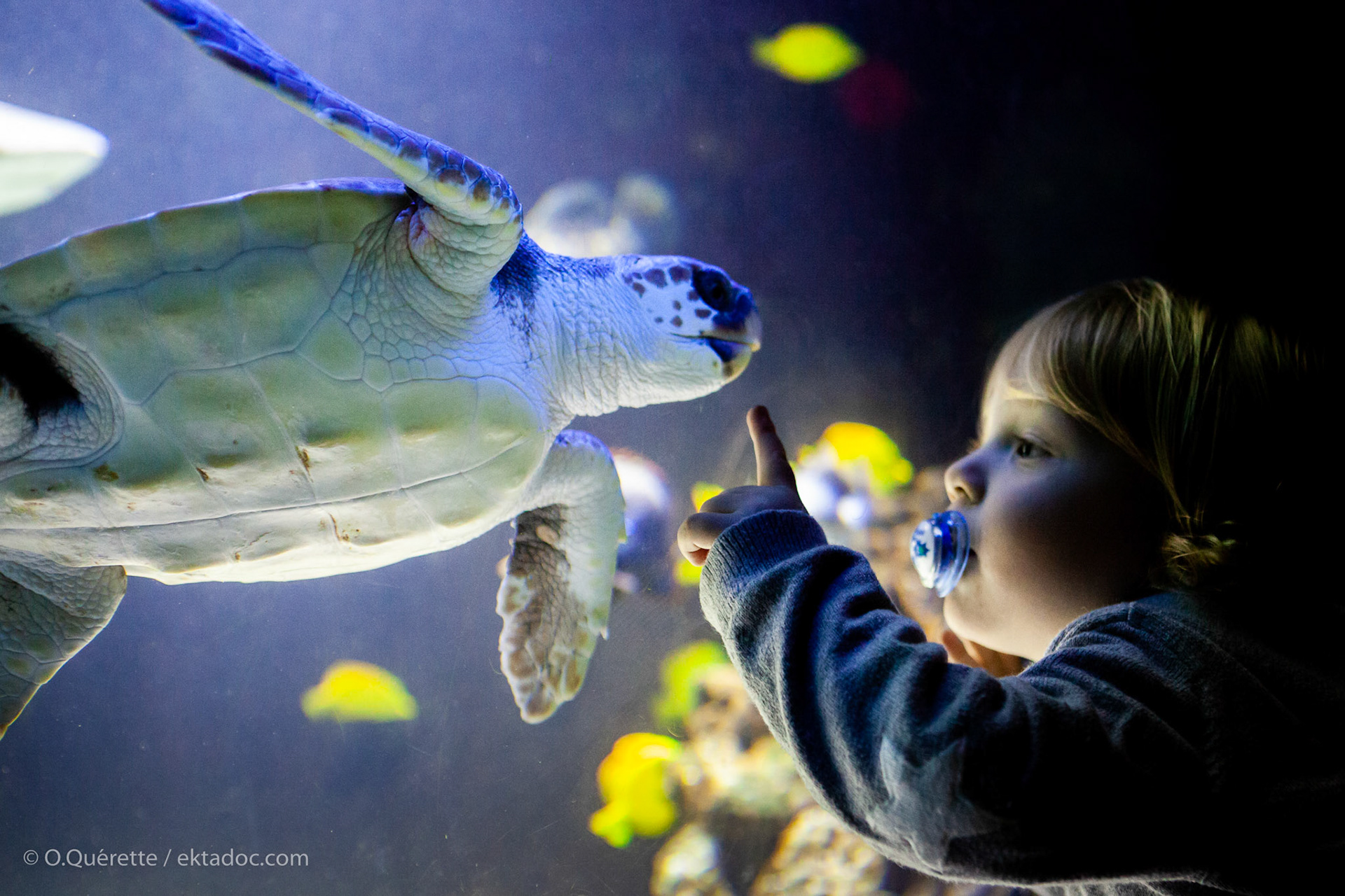 Monaco. Aquarium