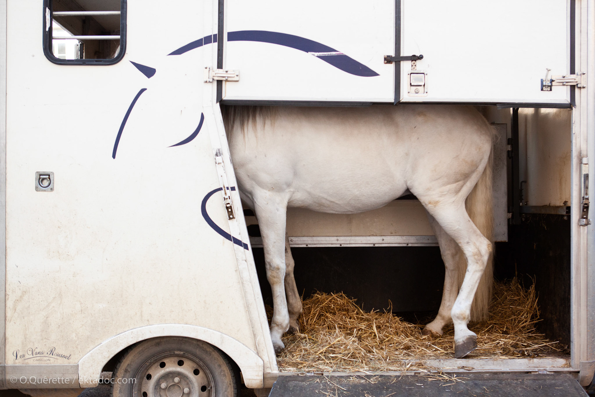 Cheval camarguais en attente, Arles