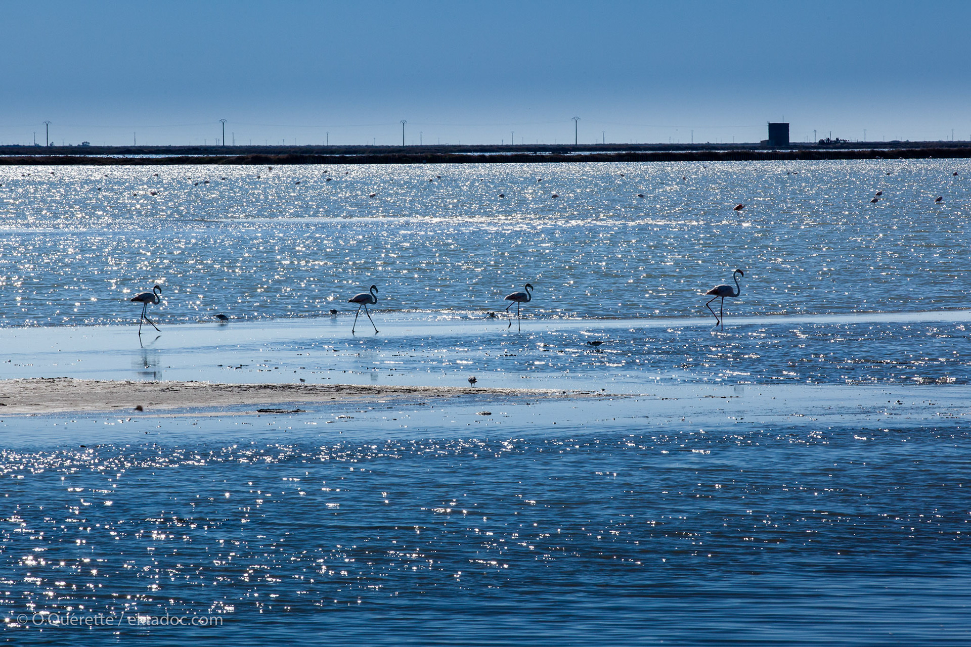 Ballade de flamants roses en Camargue