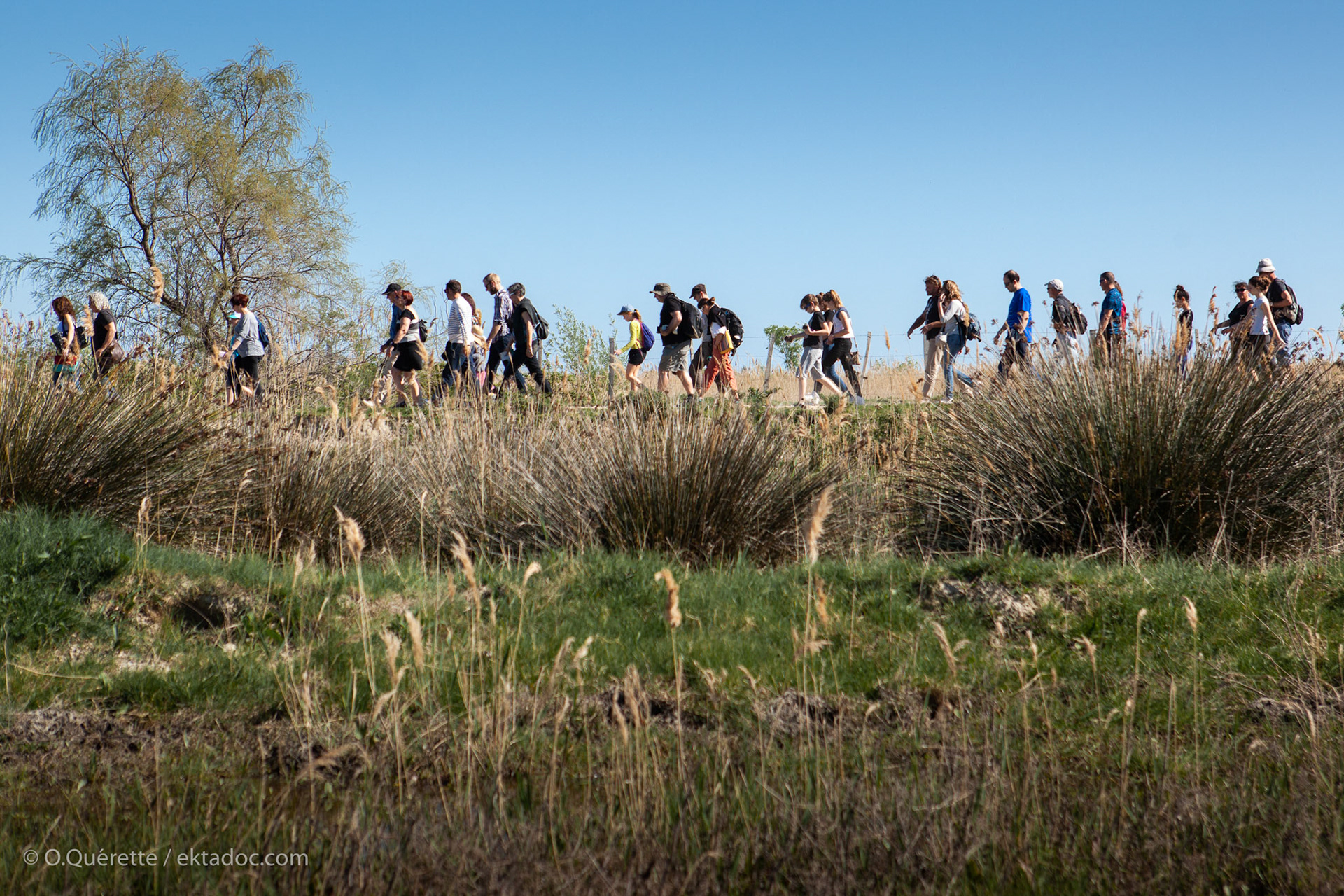 Randonnée pédestres en Camargue