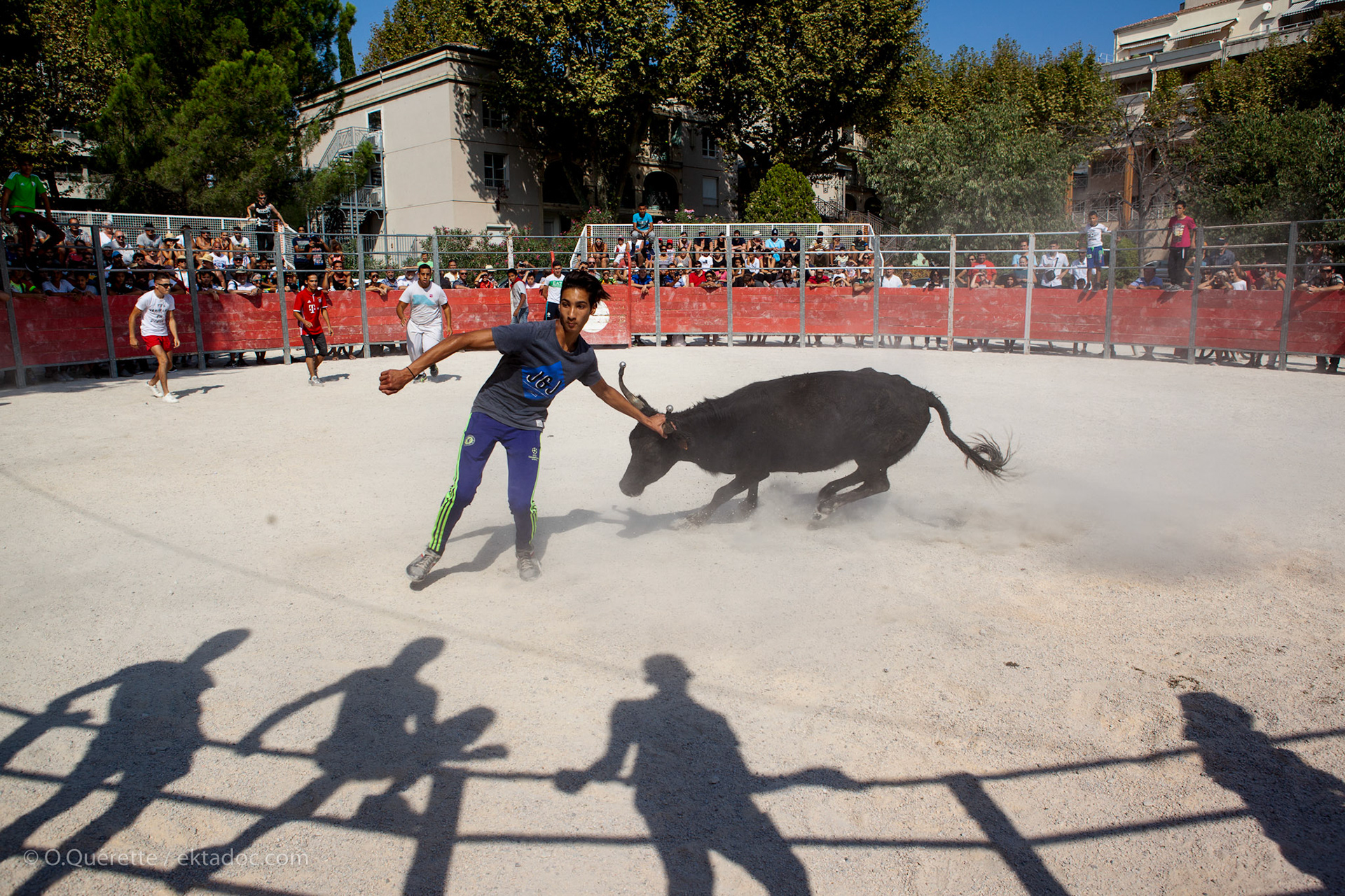 Course camarguaise aux arènes portatives à Arles