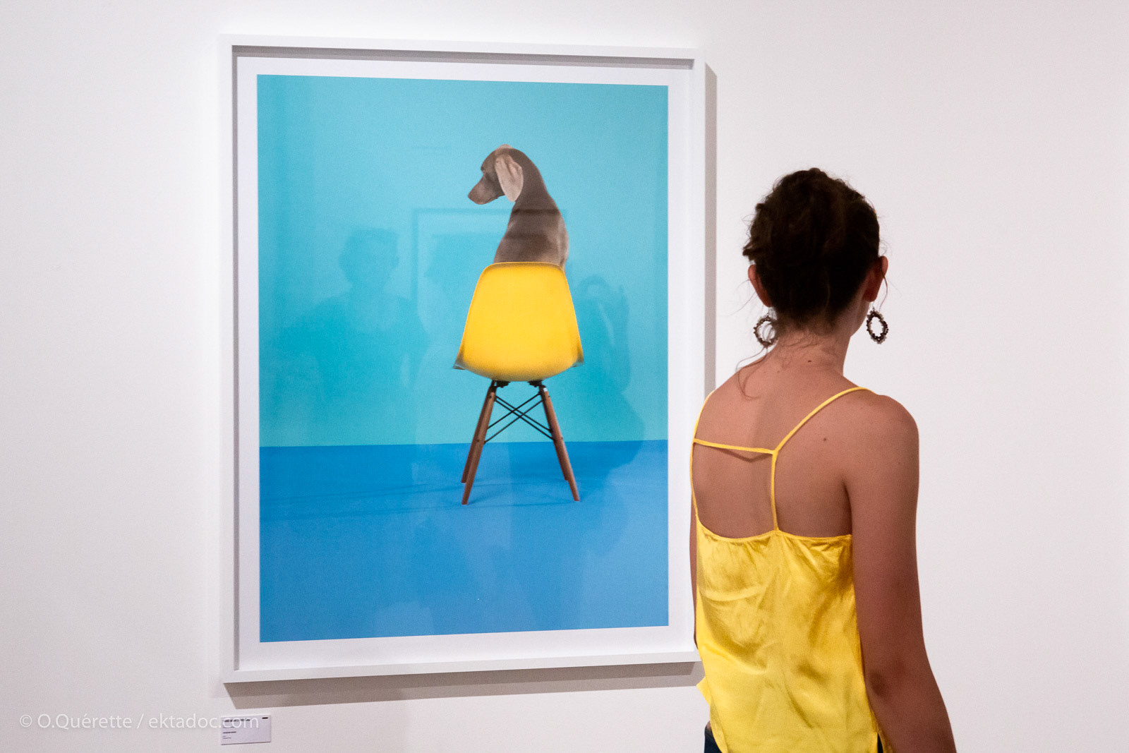 L'exposition de William Wegman lors des Rencontres de la Photographie à Arles