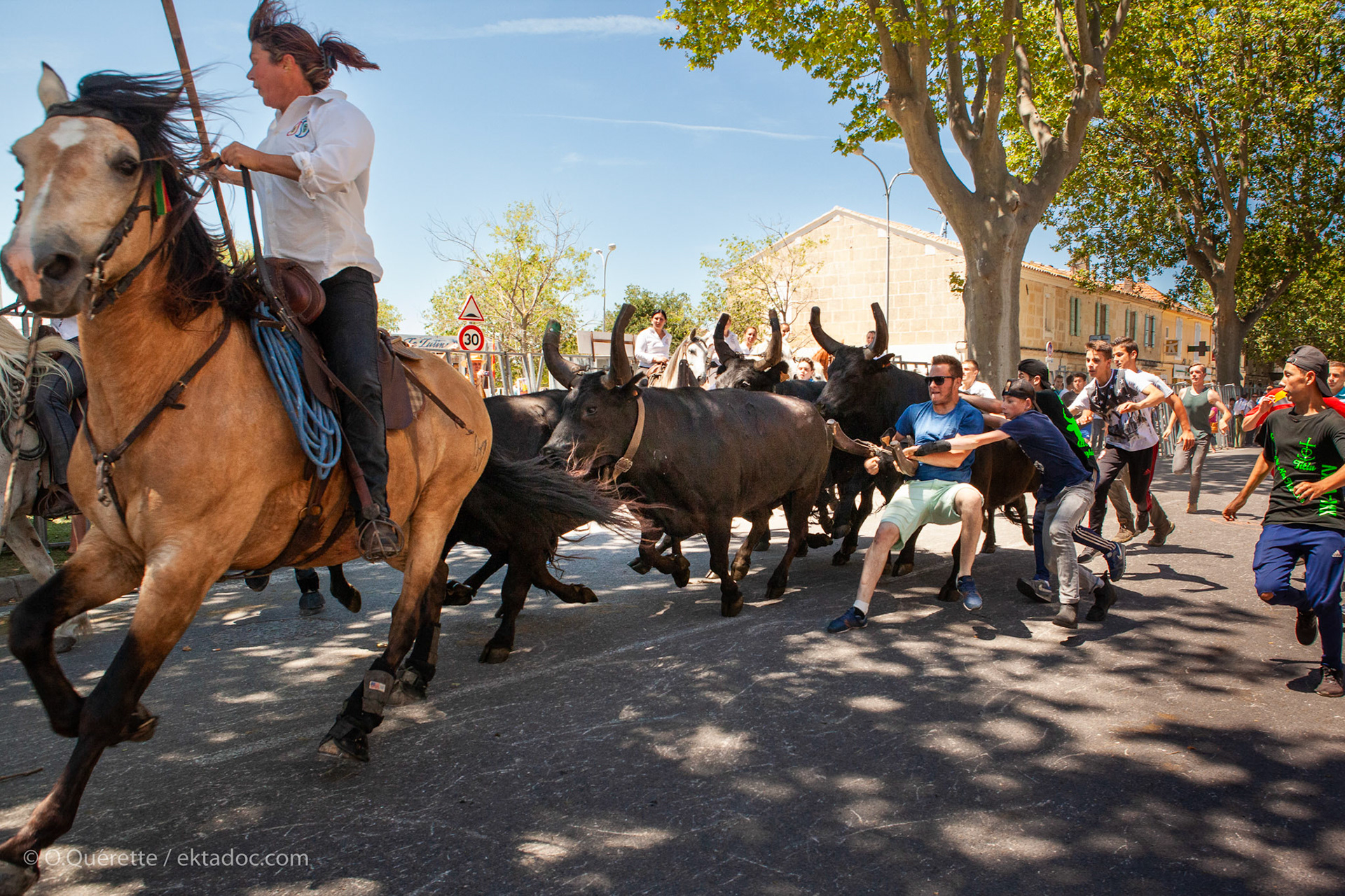 Lâcher de taureaux dans la rue principale de Raphèle, commune d'Arles