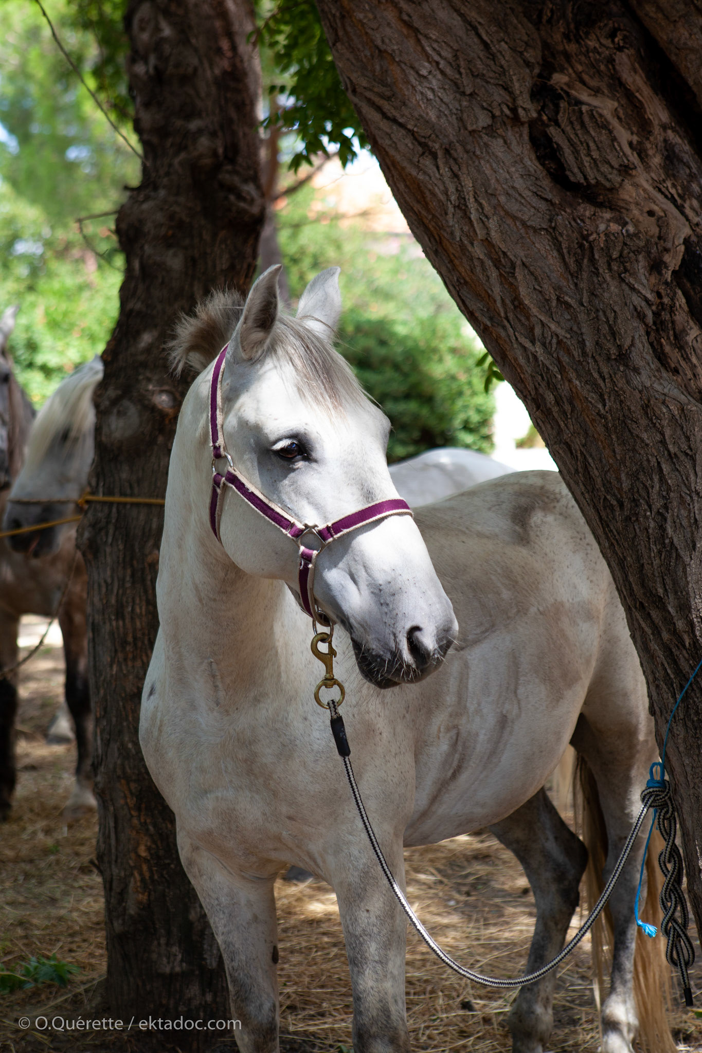 Cheval camarguais. Salin de Giraud