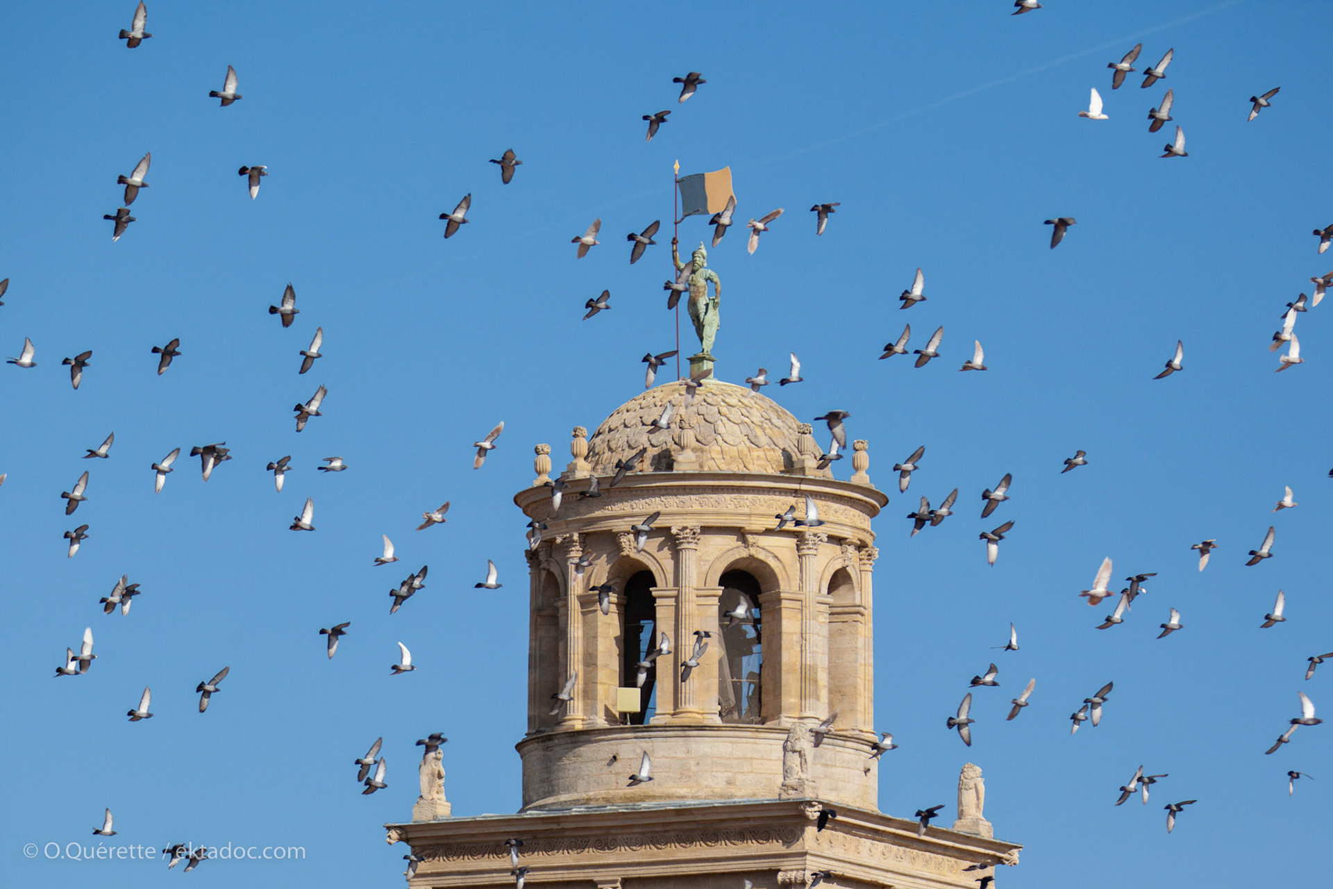 Envol de pigeons au dessus de la mairie d'Arles