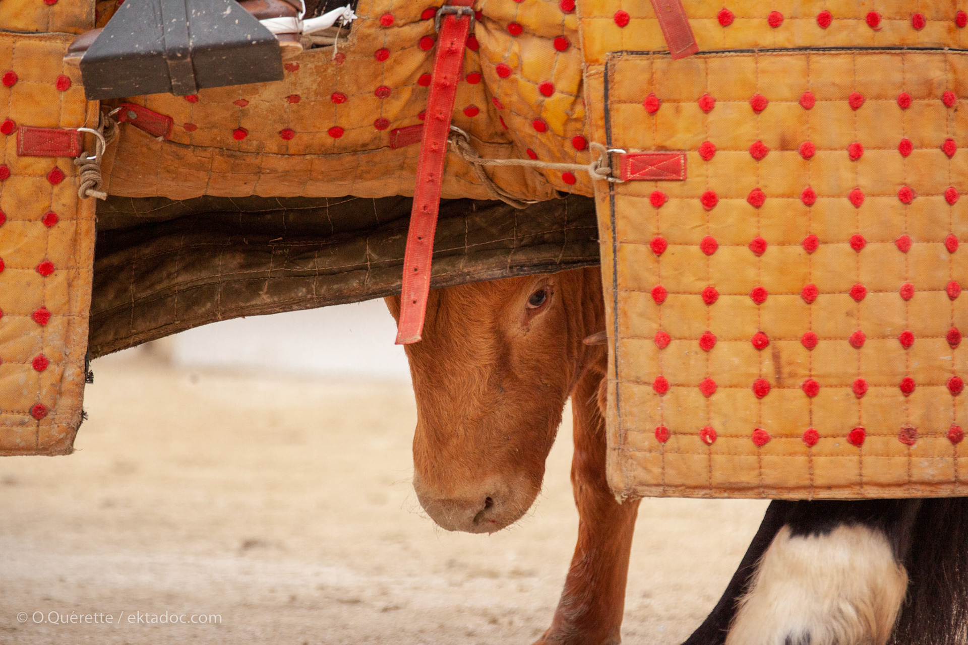 Feria de Pâques, corrida aux arènes d'Arles