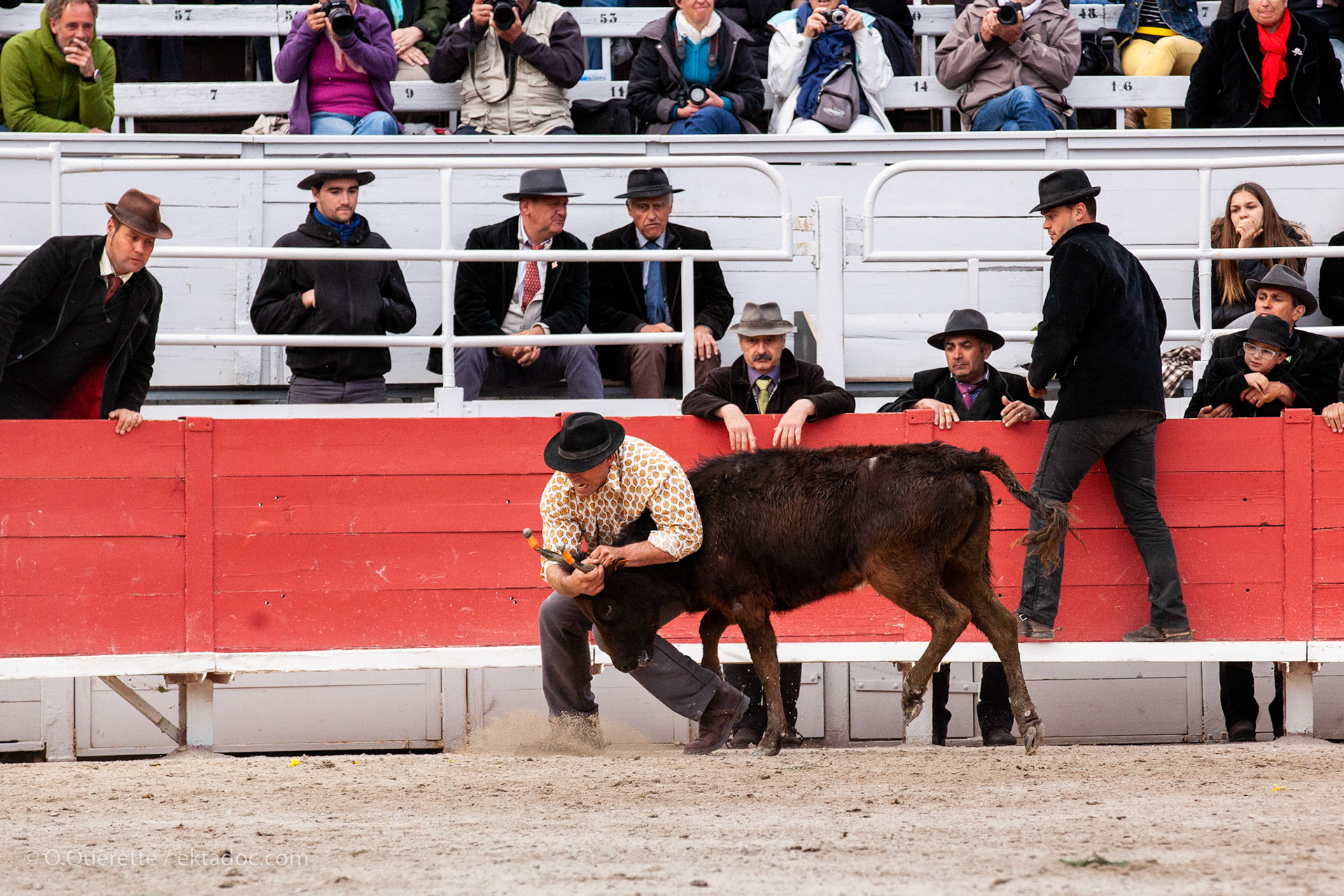 Fête des gardians aux arènes d'Arles