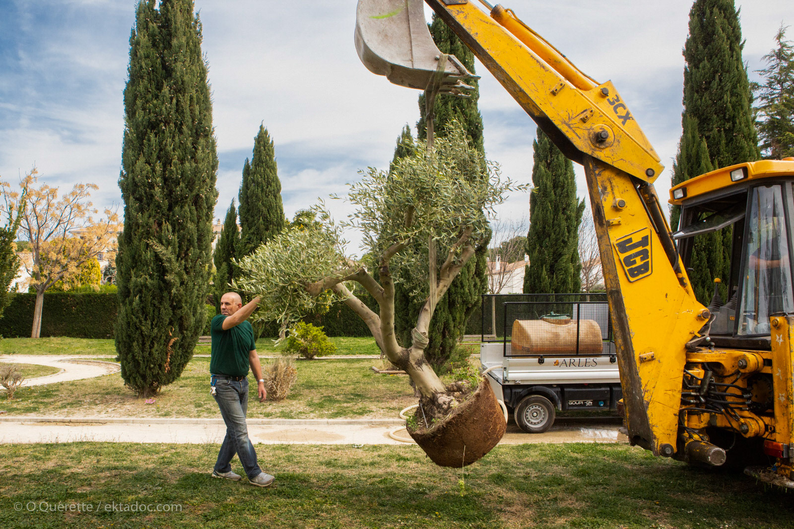 Plantation d'Olivier par le service des espaces verts de la Ville d'Arles