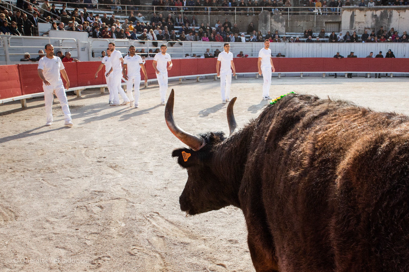 Course camarguaise aux arènes d'Arles lors de la feria de Pâques