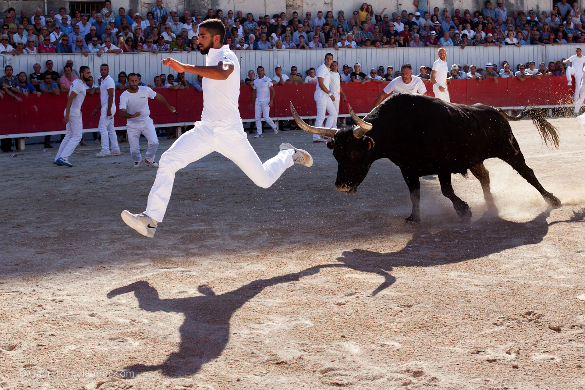 Cocarde d'or aux arènes d'Arles