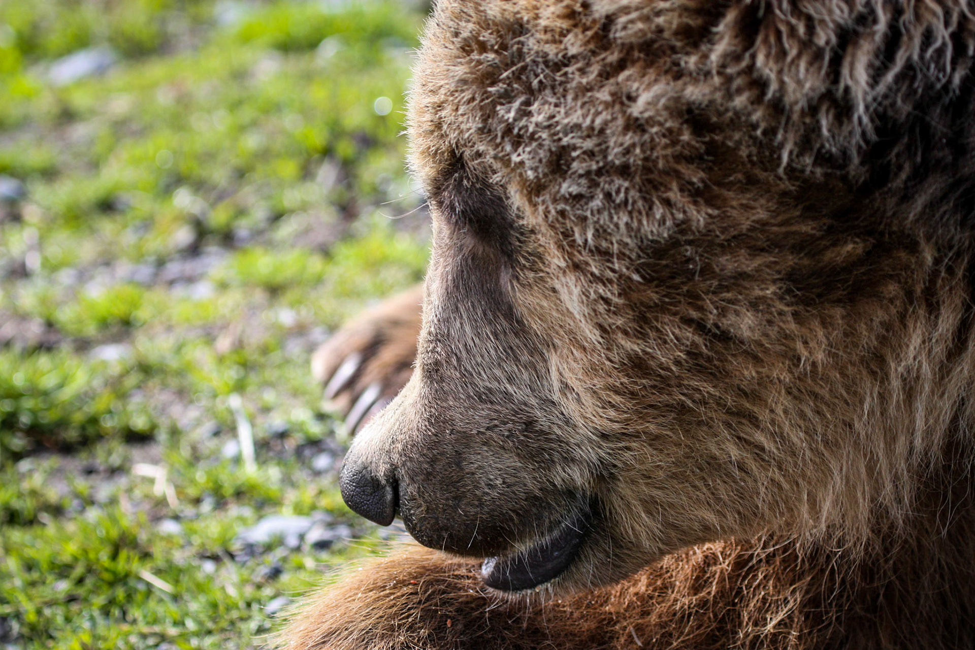 Alaska Wildlife Conservation Center. Anchorage, Alaska. May 26, 2012.