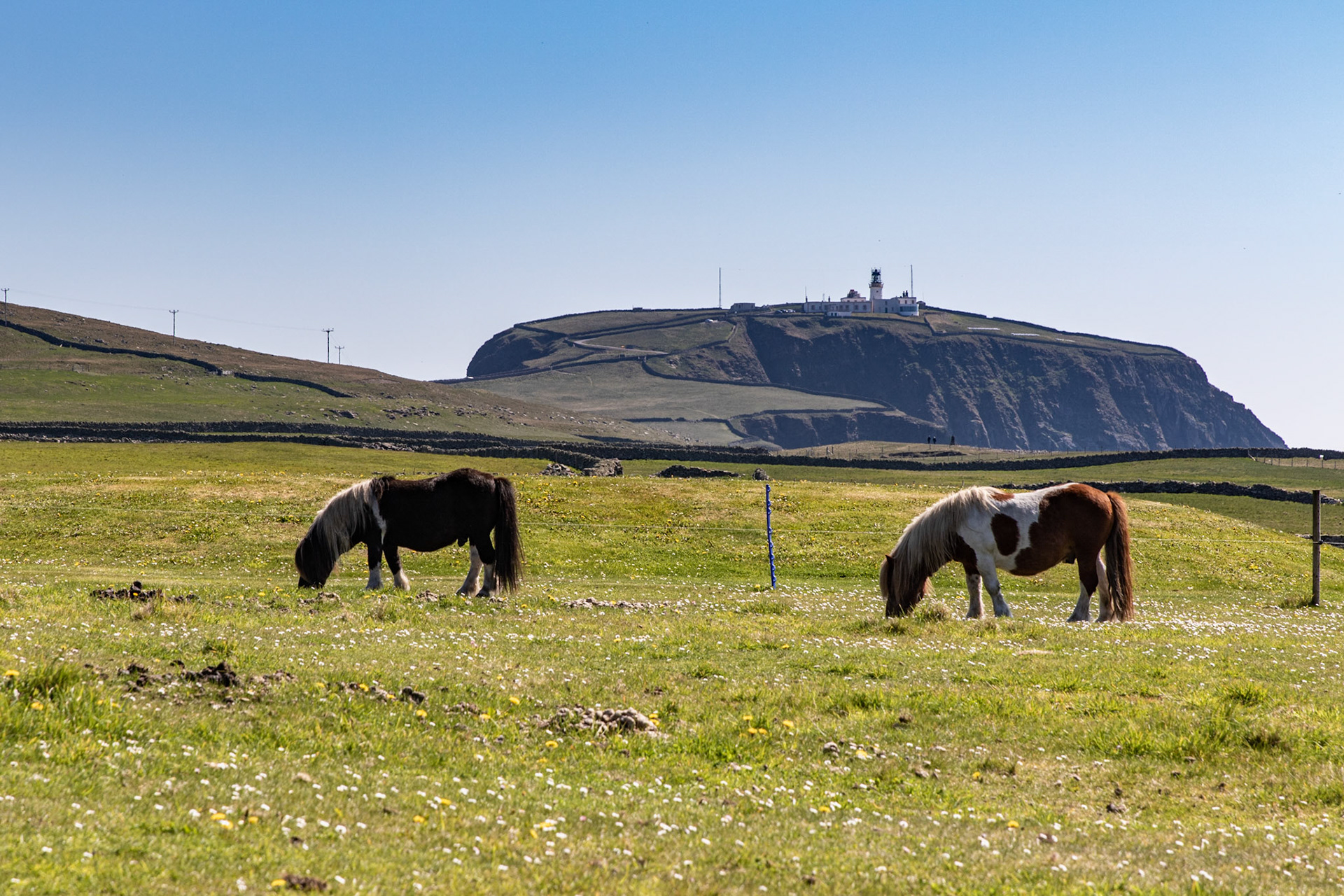 Here Shetland ponies graze on beautiful pastures with Sumburgh Head Lighthouse, the southern most tip of the Shetland Islands, as their beautiful backdrop. Just mind your fingers, as they do bite. 😬
. . .
Shetland Ponies
Jarlshof, Shetland Islands
May 15, 2019

#shetlandpony #shetlandislands #scotland #tauck #travel #travelphotography #ponies #lighthouse #sumburghheadlighthouse