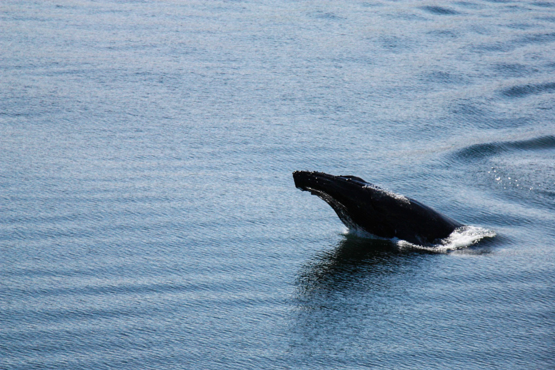 Near Glacier Bay, Alaska. May 24, 2012
