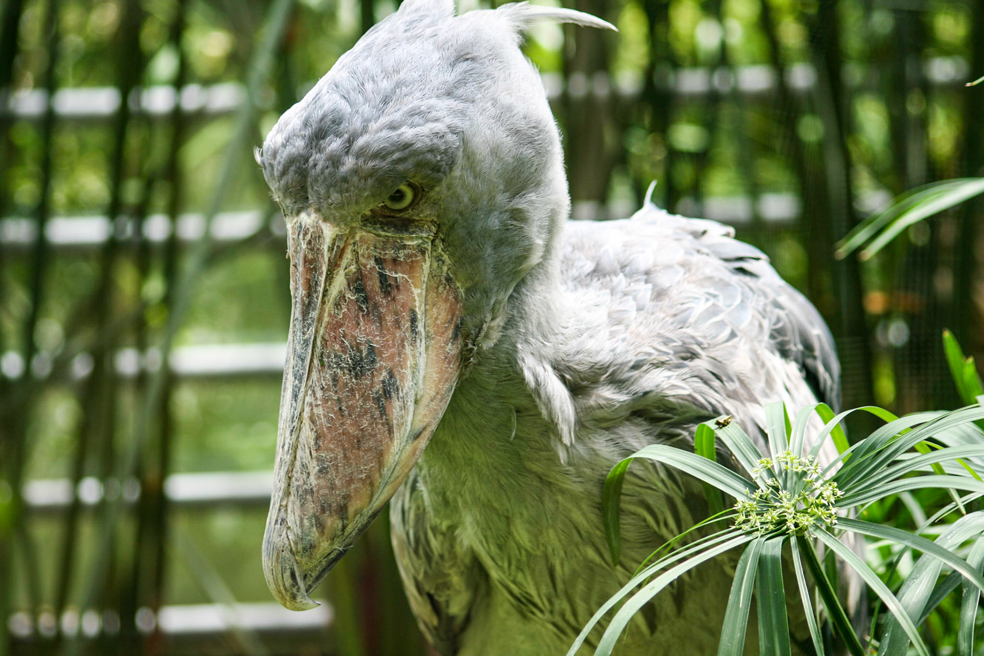 The Shoebill. Zoo Zurich, Switzerland 🇨🇭May 25, 2008