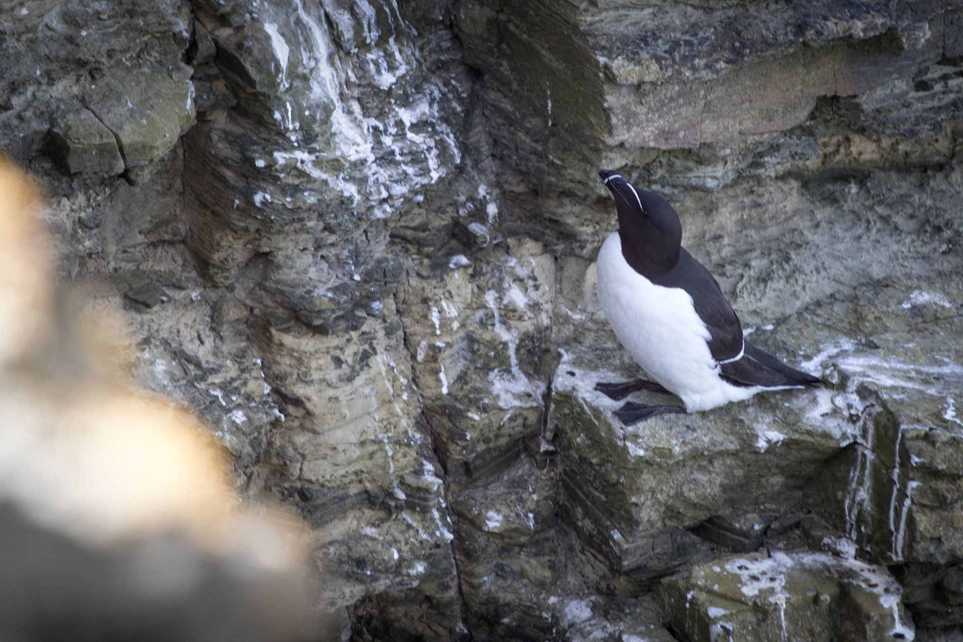 Razorbill nesting on the cliffs near Orkney Bay, Scotland