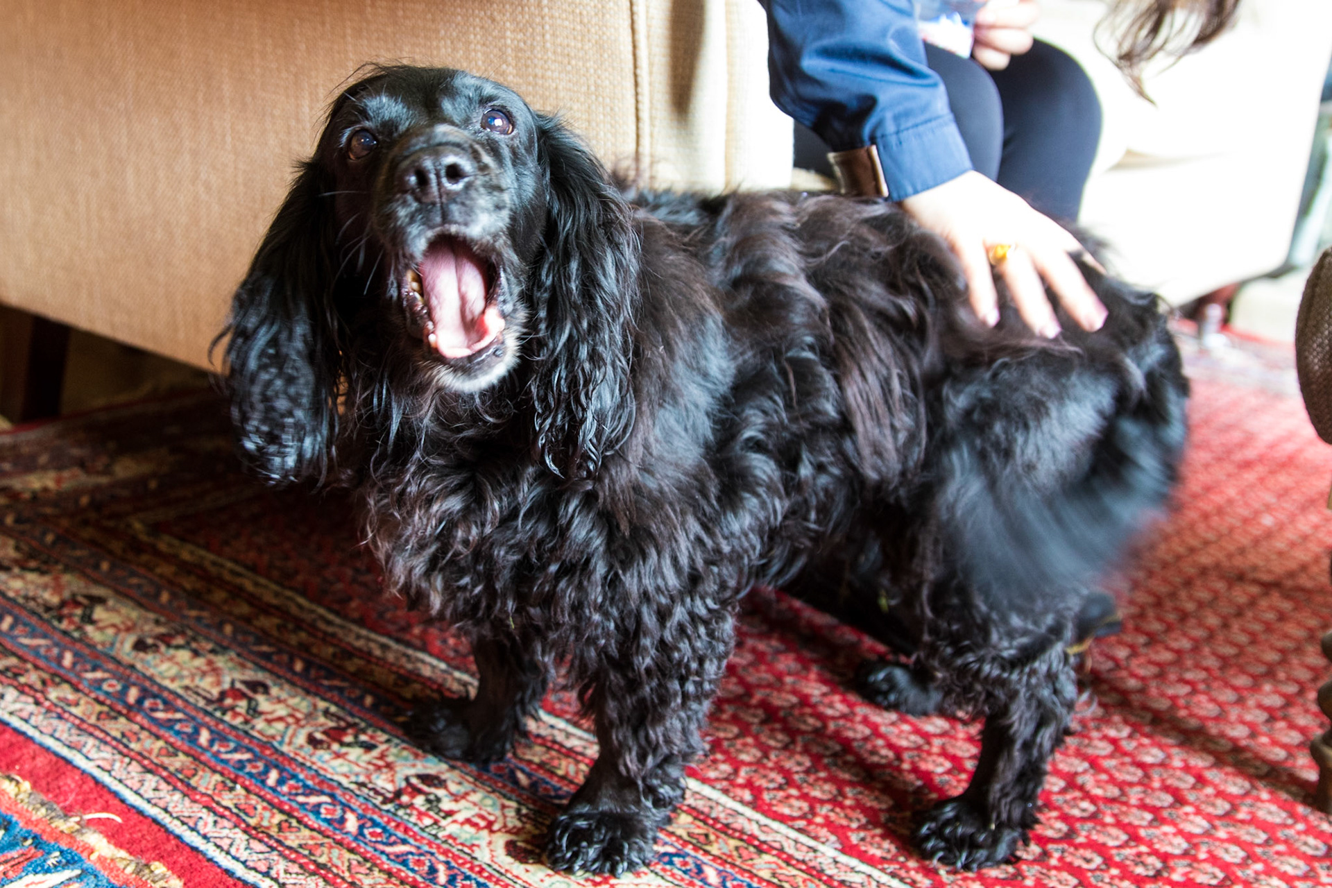 Glengorm Castle, Isle of Mull. May 19. 2019
