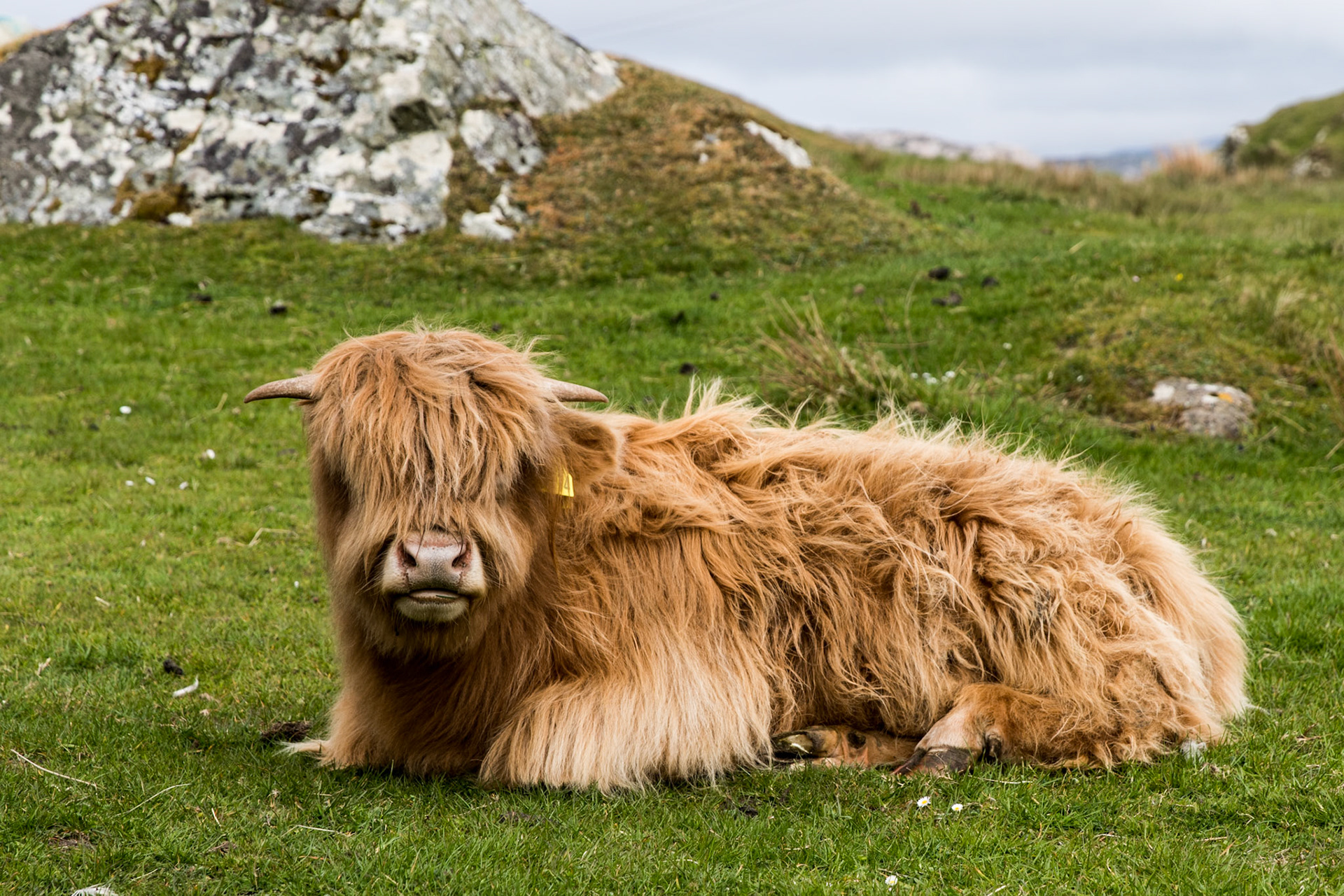 These young Highland Cattle could care less that we were mere feet away. 😯They are super cute due to their woolly coats and docile nature. They are native to Scotland and are the oldest registered breed
. . .
Young Highland Cattle
Iona, Scotland
May 19, 2019

#iona #scotland #scottishisles #scottishislands #highlandcattle #cattle #tauck #travelphotography #highlandcalf #highlandcow #notintexasanymore