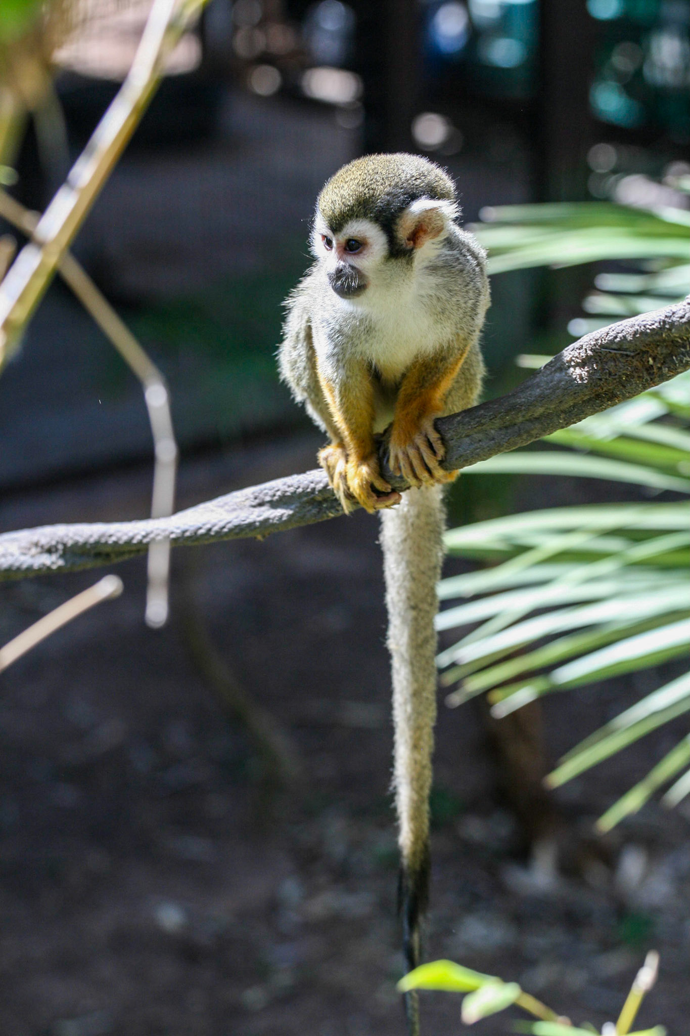 Squirrel Monkey at the Phoenix Zoo. Apr 7, 2010