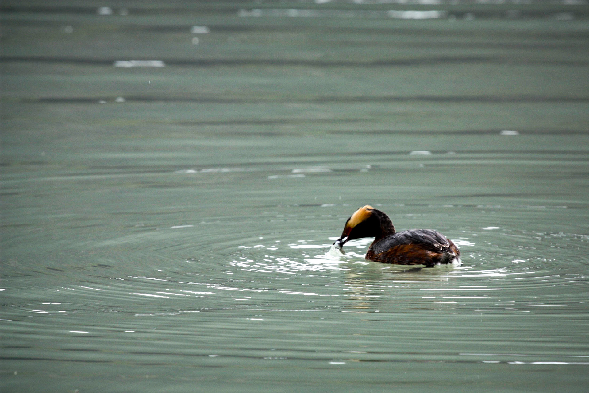 Mendenhall Glacier. Juneau, Alaska. May 22, 2012