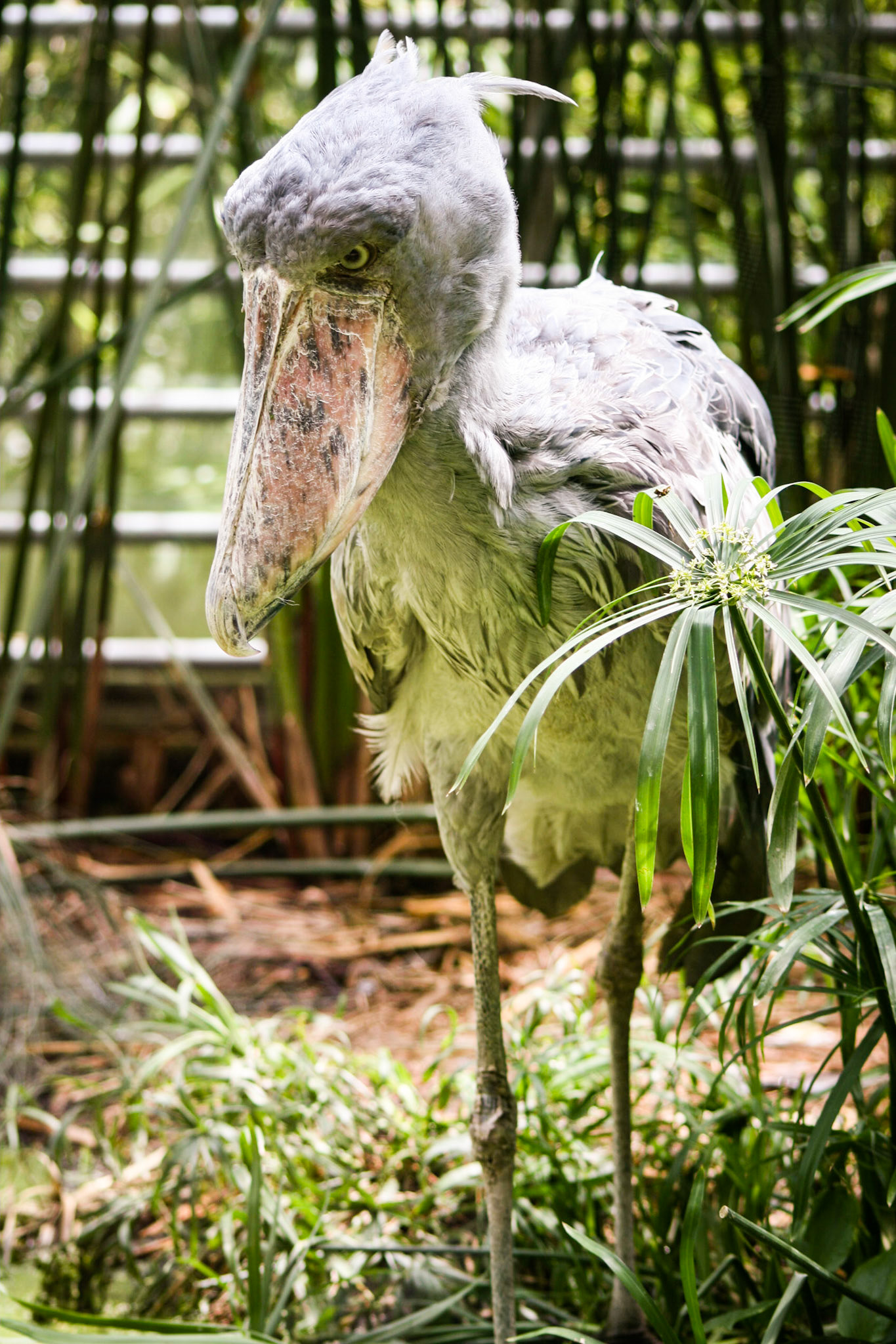 This dinosaur looking stork-like bird is a Shoebill. They live in tropical east Africa in large swamps from Sudan to Zambia. This was from one of my favorite trips. I remember this moment as if it were yesterday, yes this moment. 🤔 Crazy how this was almost exactly 11 years ago today. 😳 So I saw this at the Zurich Zoo, regarded as one of the best in Europe. I remember walking by, and this thing caught my attention. I thought it was the craziest looking thing I ever saw, and therefore wasn’t real or alive. Then it blinked and I was like...😯😎
. . .
The Shoebill
Zoo Zurich, Switzerland 🇨🇭 May 25, 2008

#shoebill #shoebillstork #zoo #zurich #zoozurich #switzerland #travel #travelphotography #tbt #photoarchive