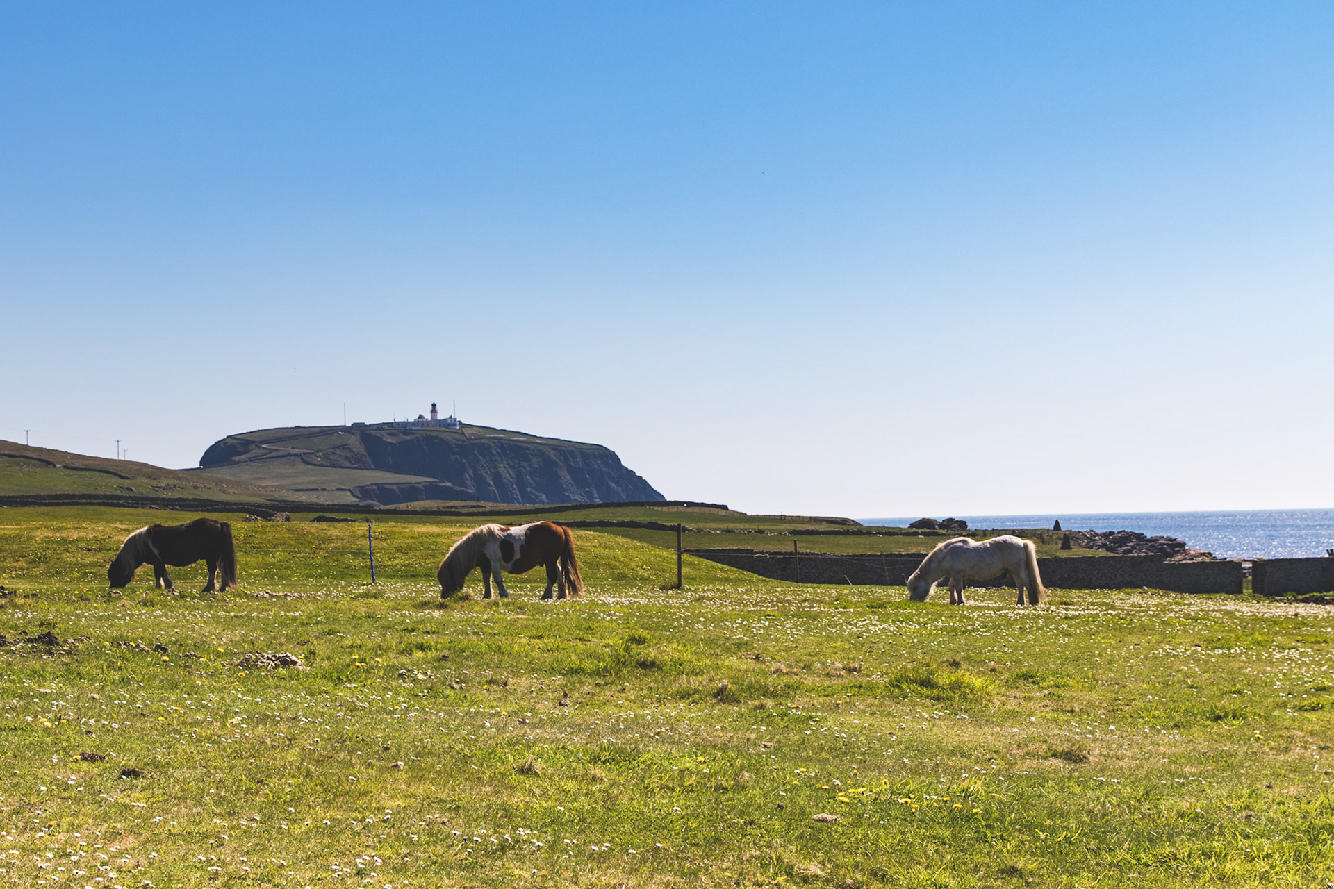 Here Shetland ponies graze on beautiful pastures with Sumburgh Head Lighthouse, the southern most tip of the Shetland Islands, as their beautiful backdrop. Just mind your fingers, as they do bite. 😬
. . .
Shetland Ponies
Jarlshof, Shetland Islands
May 15, 2019

#shetlandpony #shetlandislands #scotland #tauck #travel #travelphotography #ponies #lighthouse #sumburghheadlighthouse