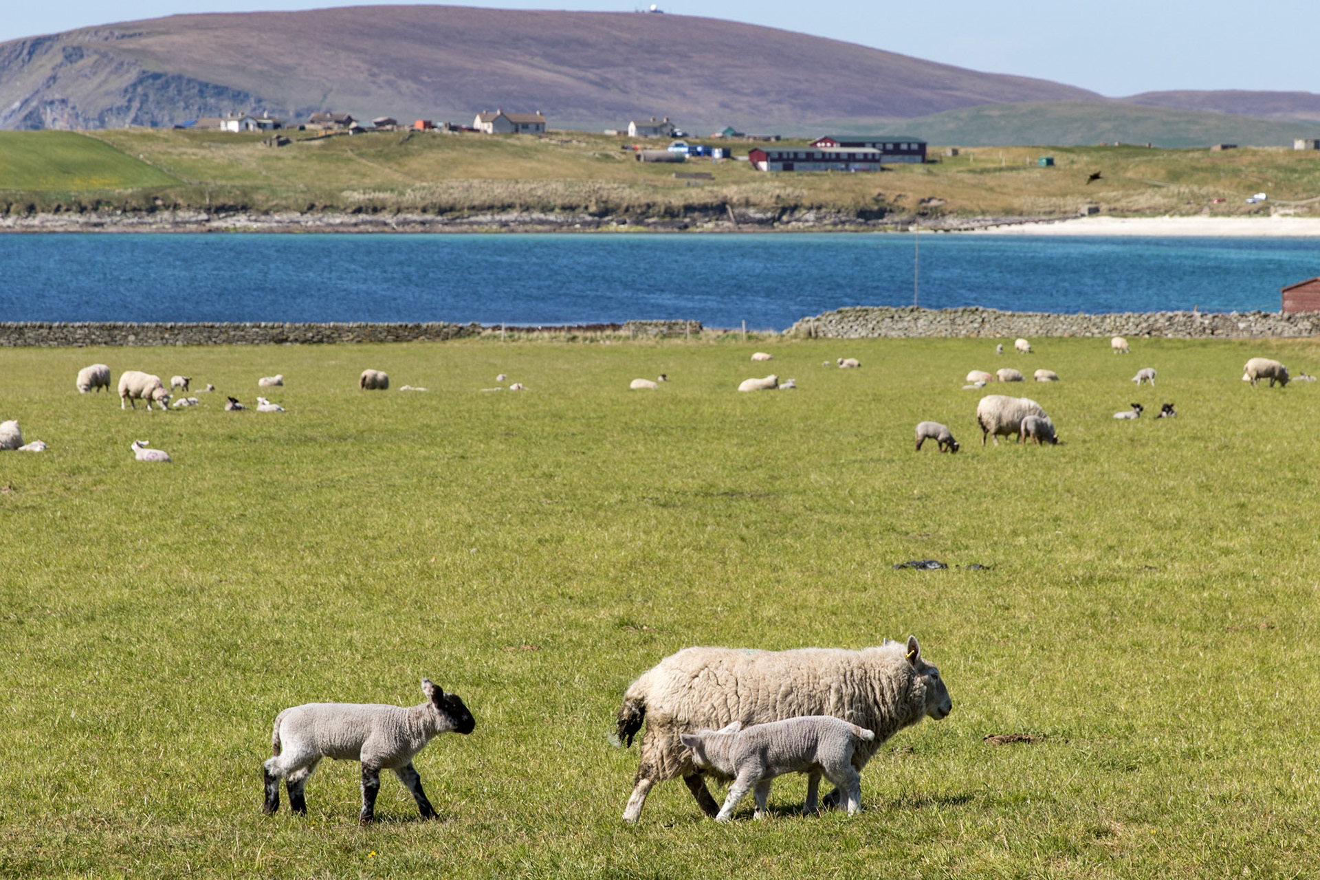 Sheep outnumber people in Scotland. Here you can see it’s lambing season, and my goodness there were plenty of lambs to distract us. With each encounter, and they came often, it was as if we hadn’t seen a lamb before. 😂 📷🐑 🐑
. . .
Lots of Sheep
Jarlshof, Shetland Islands
May 15, 2019

#sheep #lambs #jarlshof #shetlandislands #scotland #travel #tauck #travelphotography #scottishisles