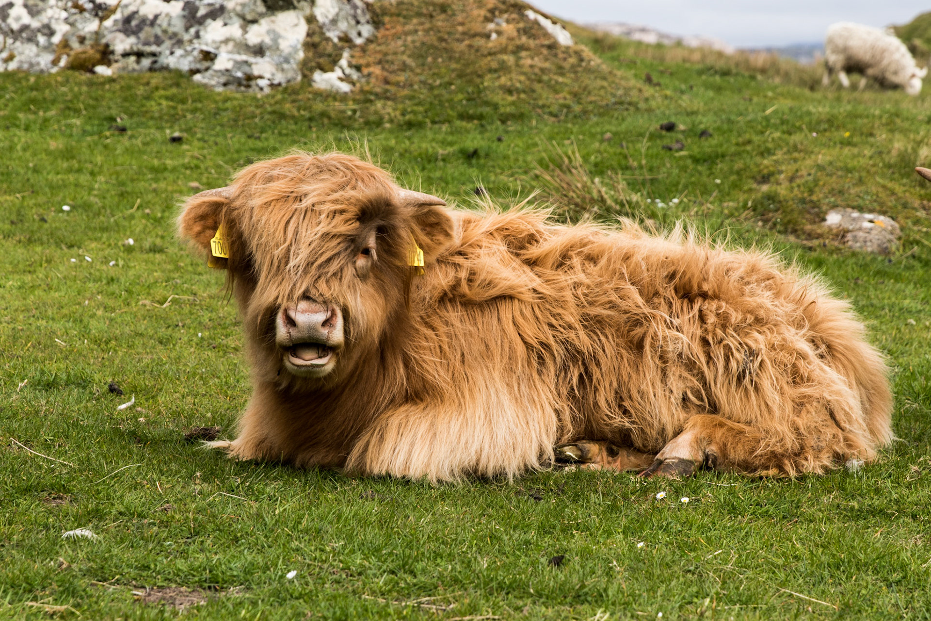 These young Highland Cattle could care less that we were mere feet away. 😯They are super cute due to their woolly coats and docile nature. They are native to Scotland and are the oldest registered breed
. . .
Young Highland Cattle
Iona, Scotland
May 19, 2019

#iona #scotland #scottishisles #scottishislands #highlandcattle #cattle #tauck #travelphotography #highlandcalf #highlandcow #notintexasanymore