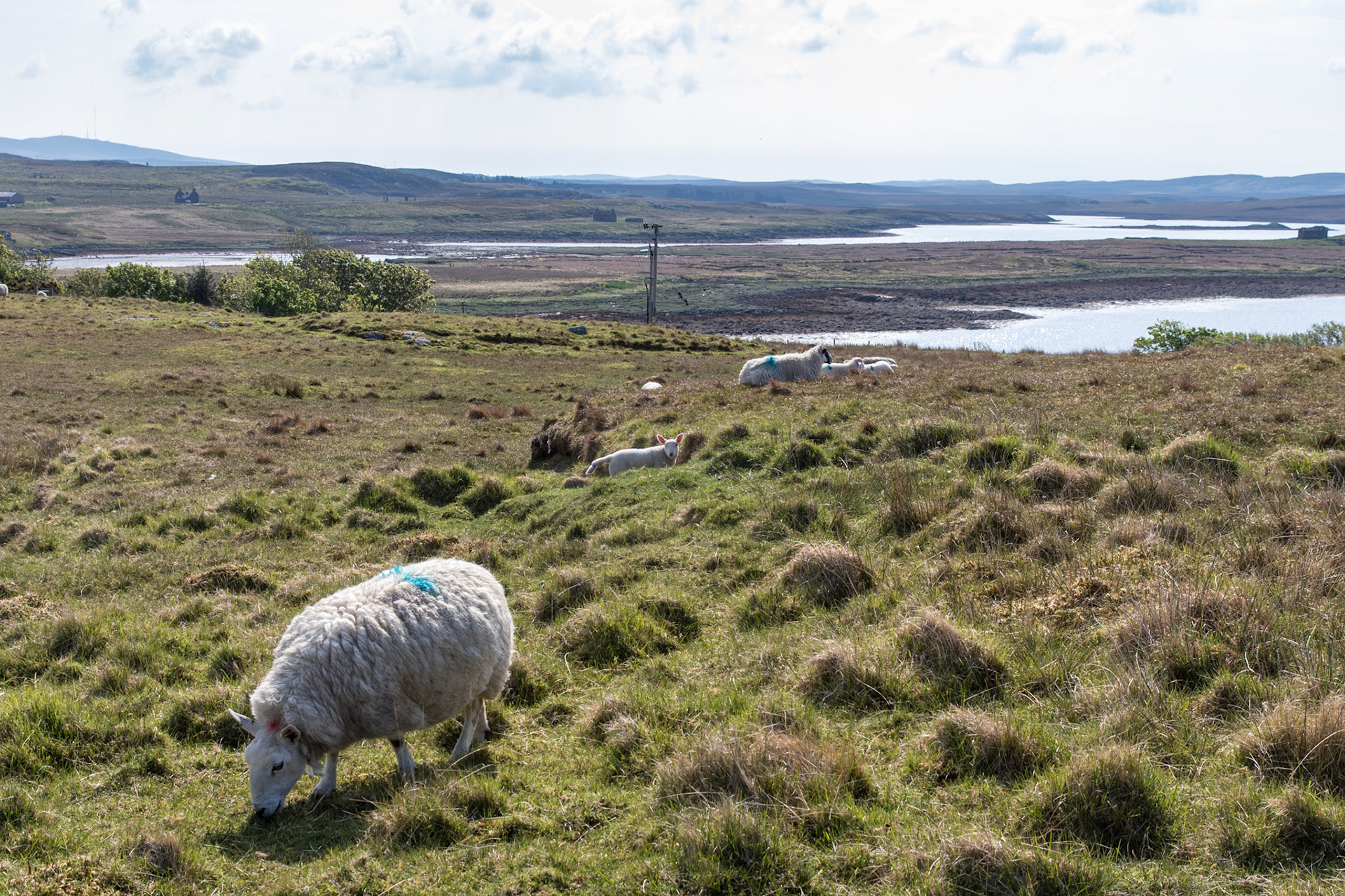Calanais Standing Stones, Isle of Lewis, Scotland