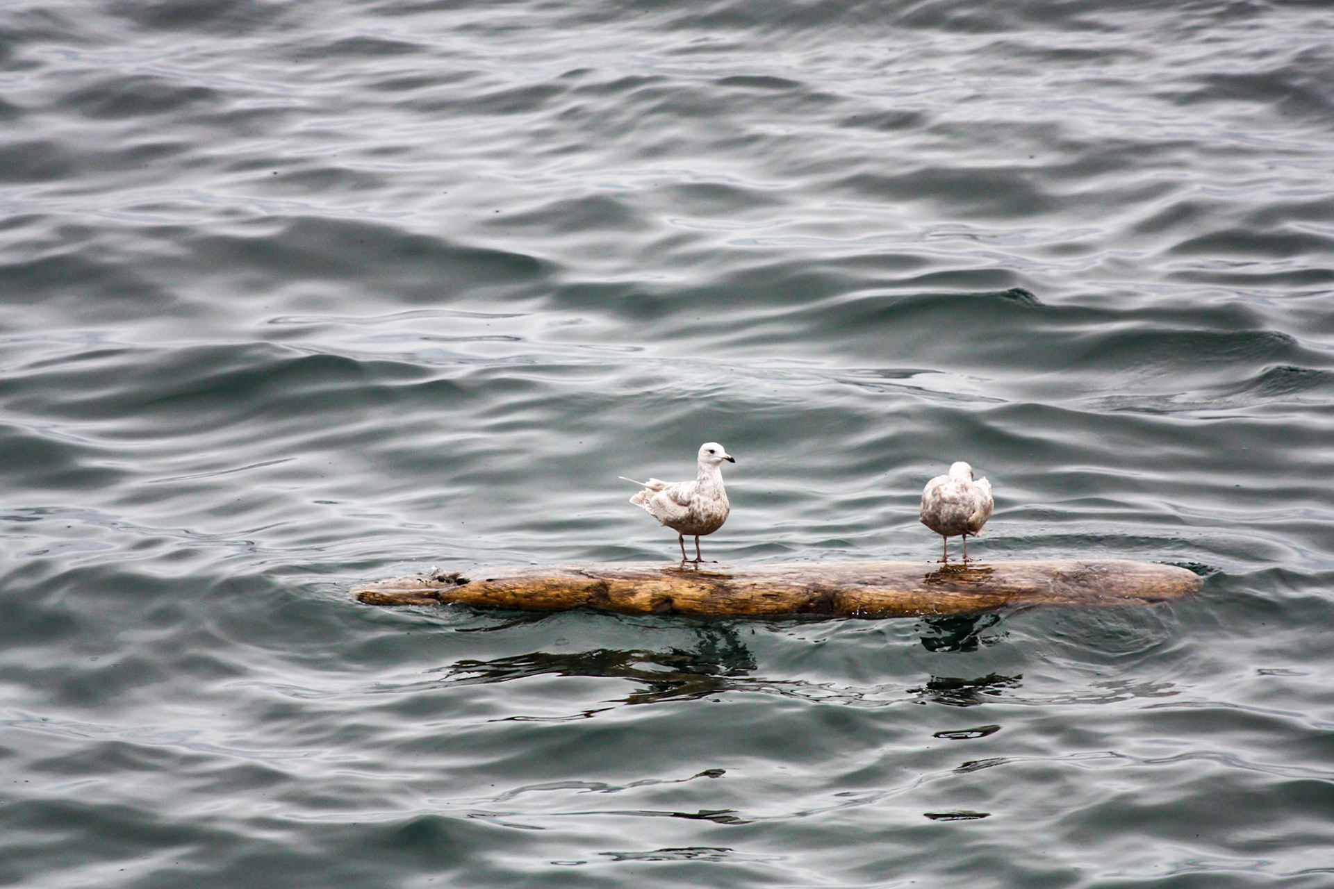 Off the coast of Alaska. May 21, 2012