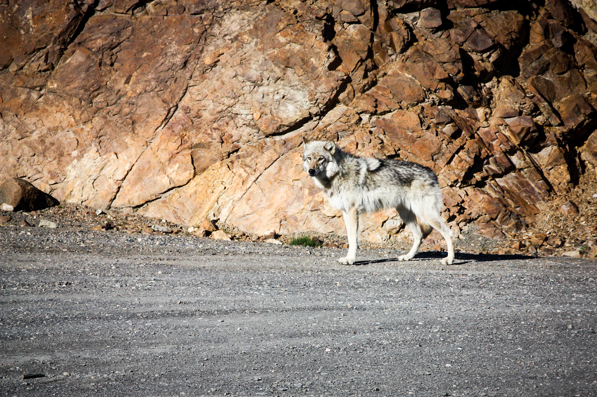 Denali National Park. Alaska. May 28, 2012
