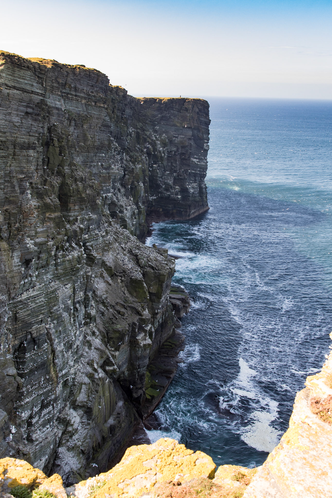 Razorbills nesting on the cliffs near Orkney Bay, Scotland